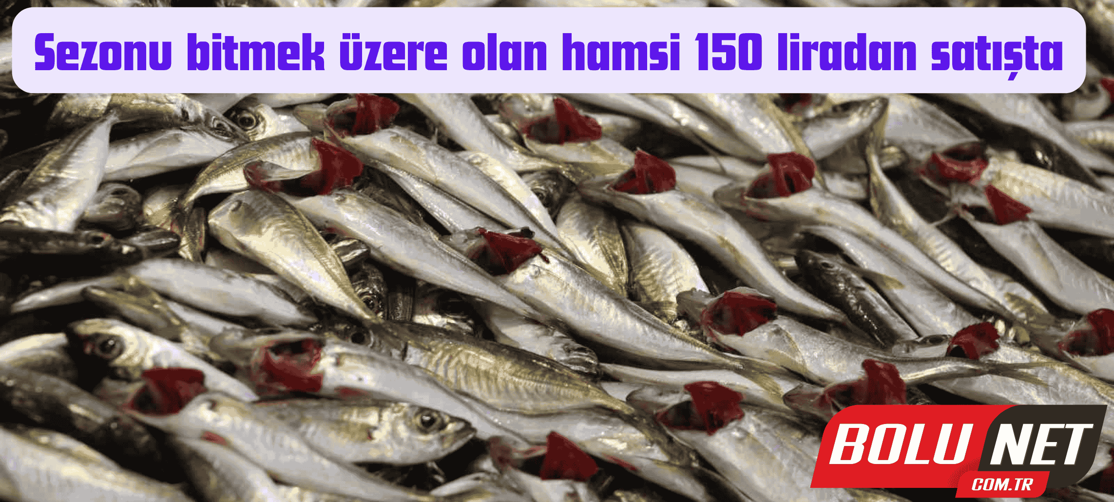 Sezonu bitmek üzere olan hamsi 150 liradan satışta...BoluNet