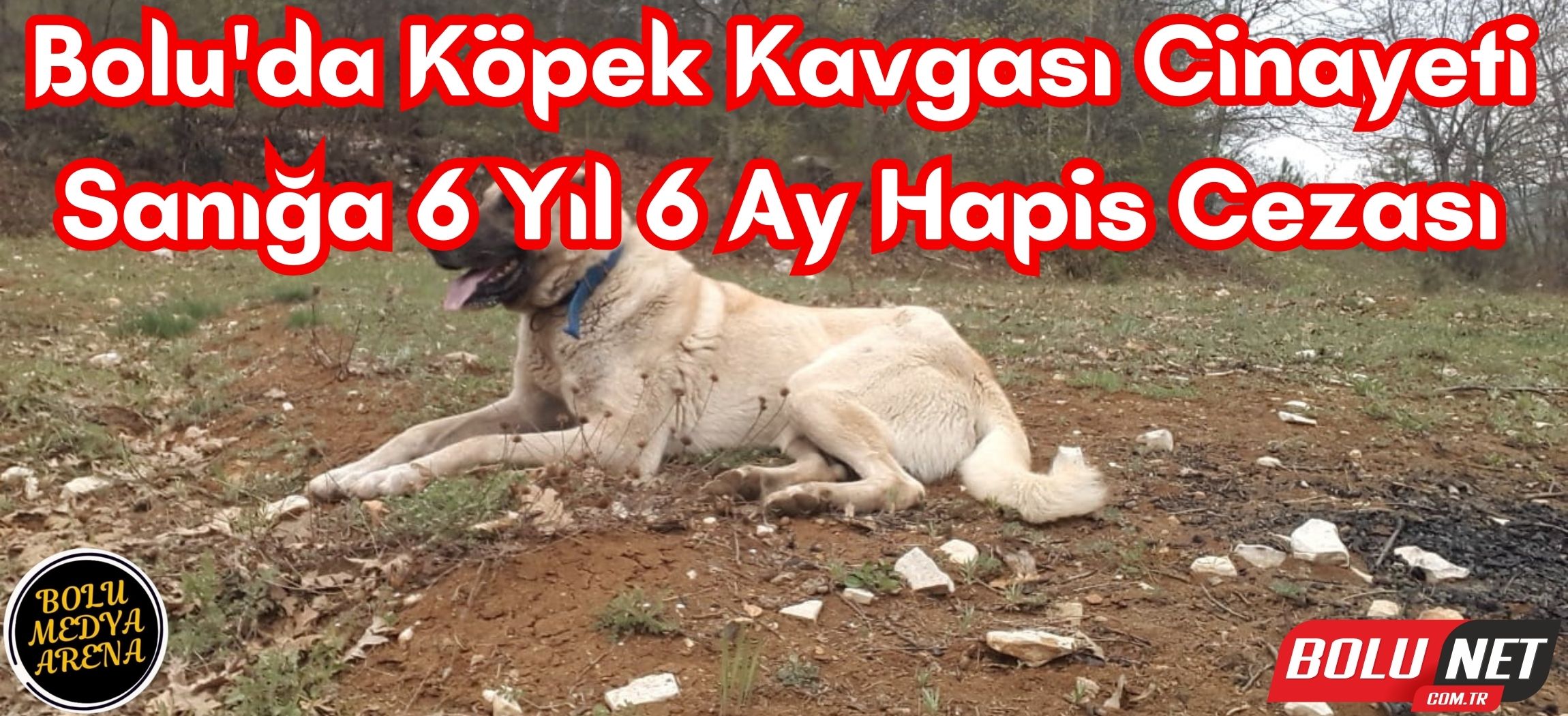 Köpeği öldürüp, sahibinin yaralayan ve tutuksuz yargılanan sanık 6 yıl 6 ay hapis cezası aldı ...BoluNet