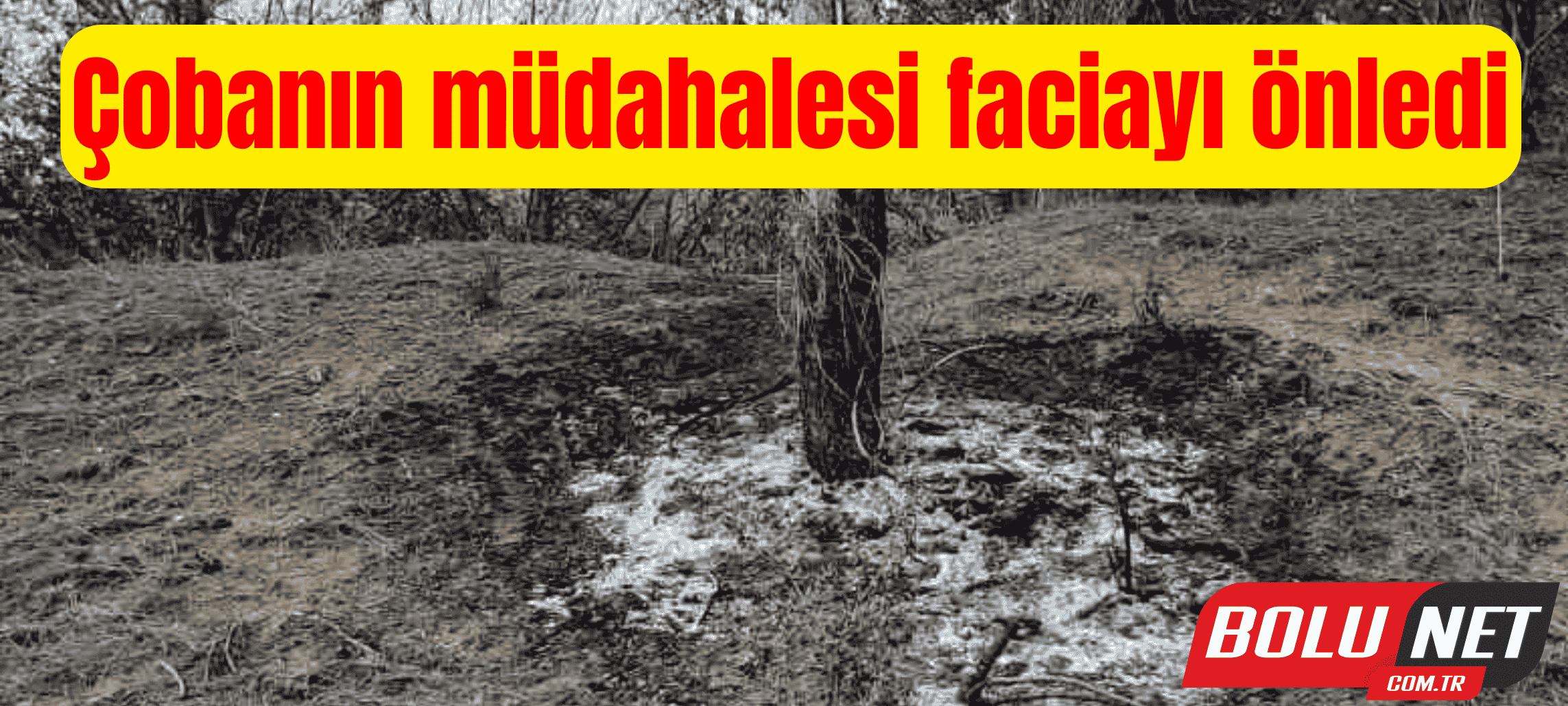 Çobanın müdahalesi faciayı önledi ...BoluNet