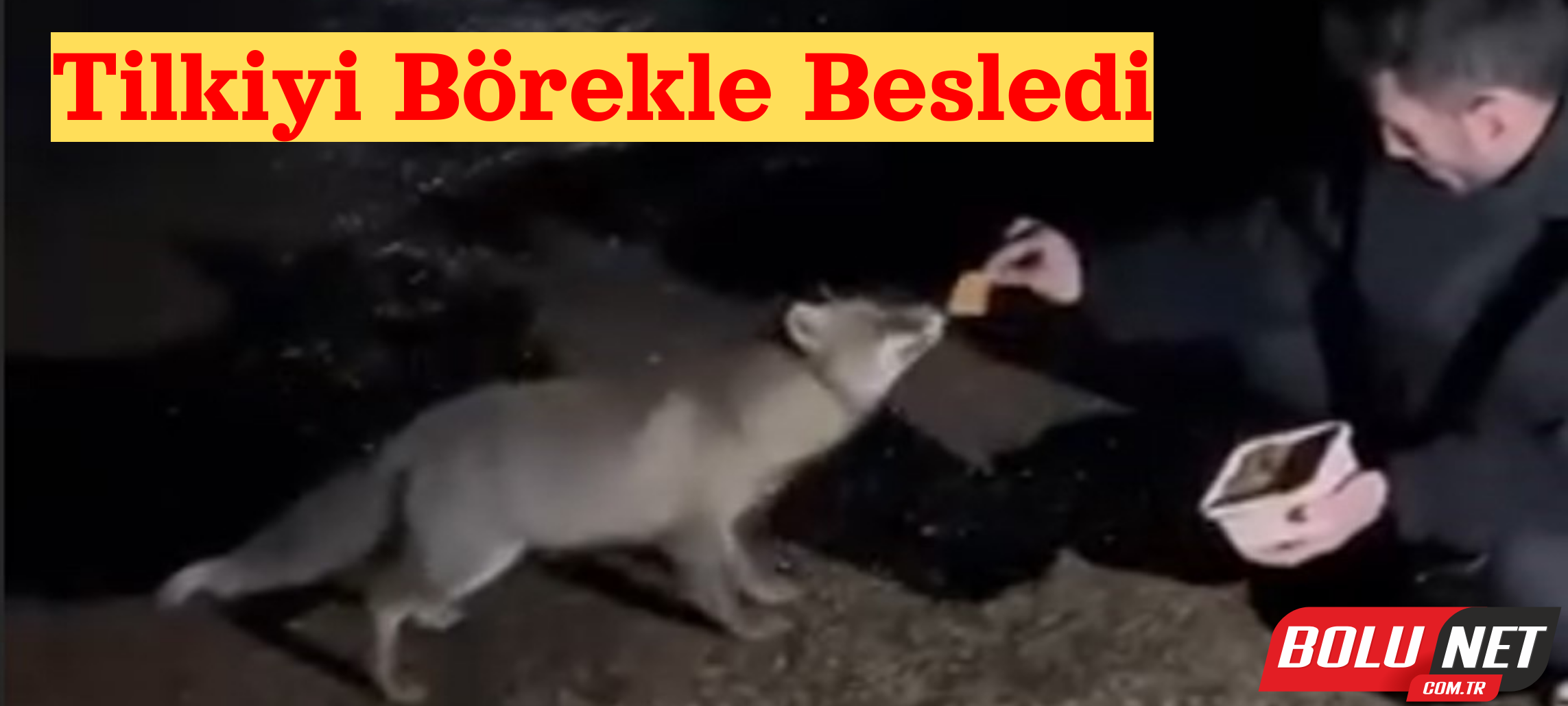 Tilkiyi börekle besledi ...BoluNet