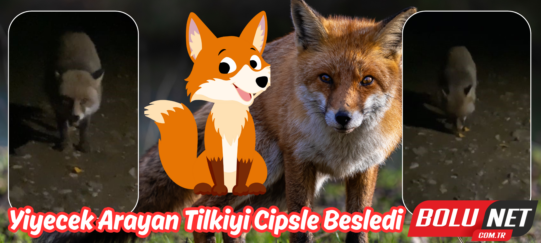 Yiyecek arayan tilkiyi cipsle besledi ...BoluNet