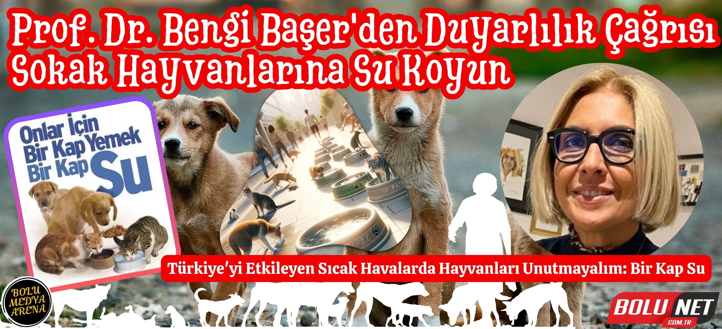 Sıcak Havalarda Sokak Hayvanlarına Yardım: Bir Kap Su Hayat Kurtar...BoluNet