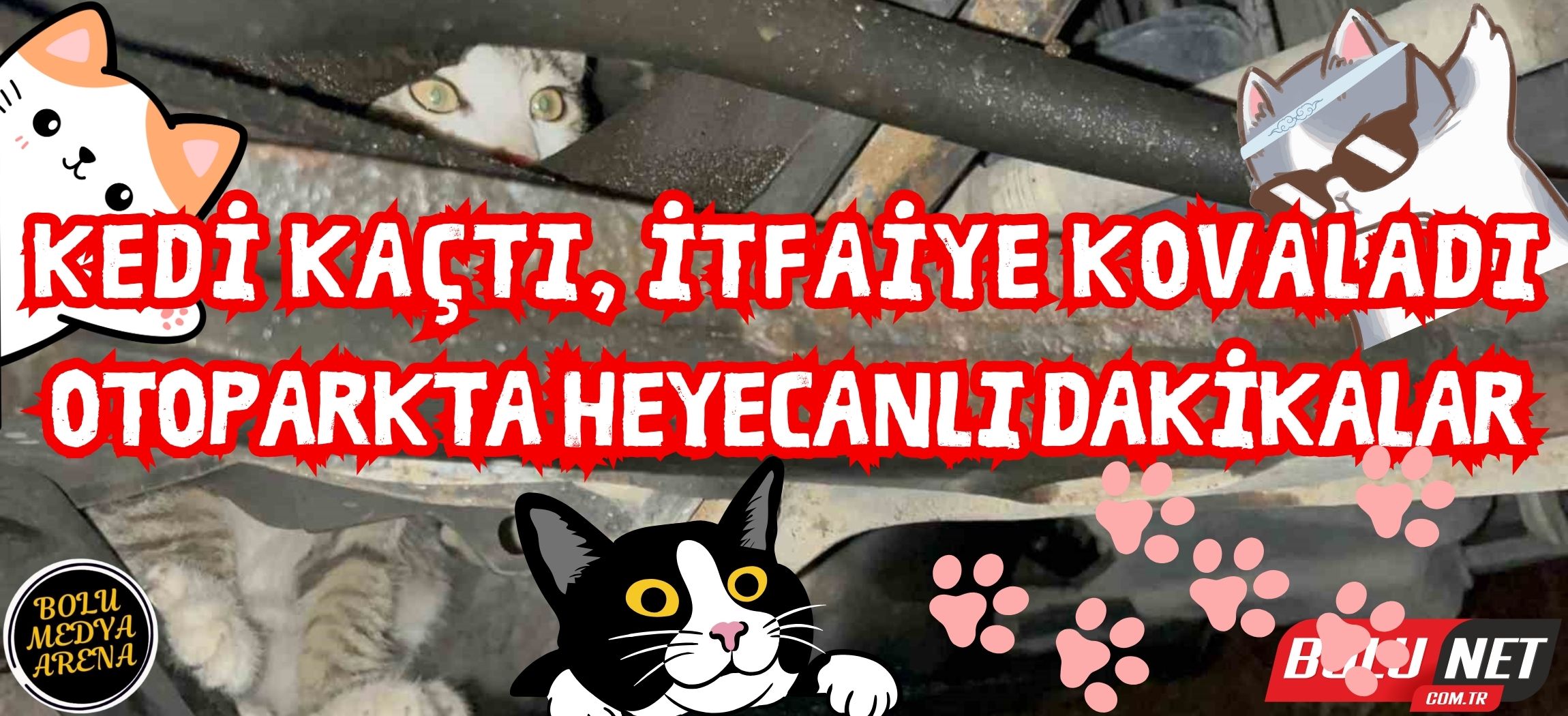 Kedi ve İtfaiye Otoparkta Yarışı: Kim Kazandı?...BoluNet