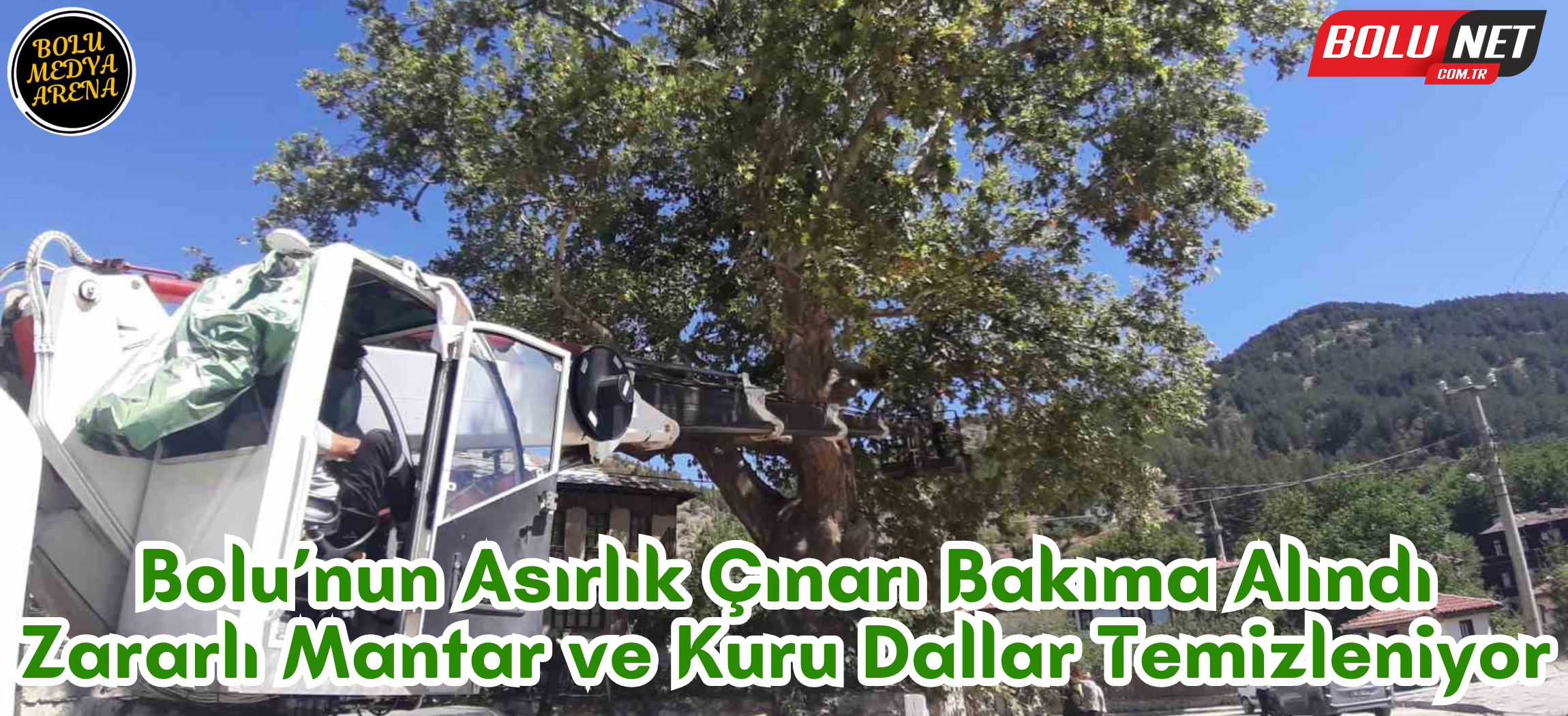 350 yıllık çınar ağacı bakıma alındı...BoluNet