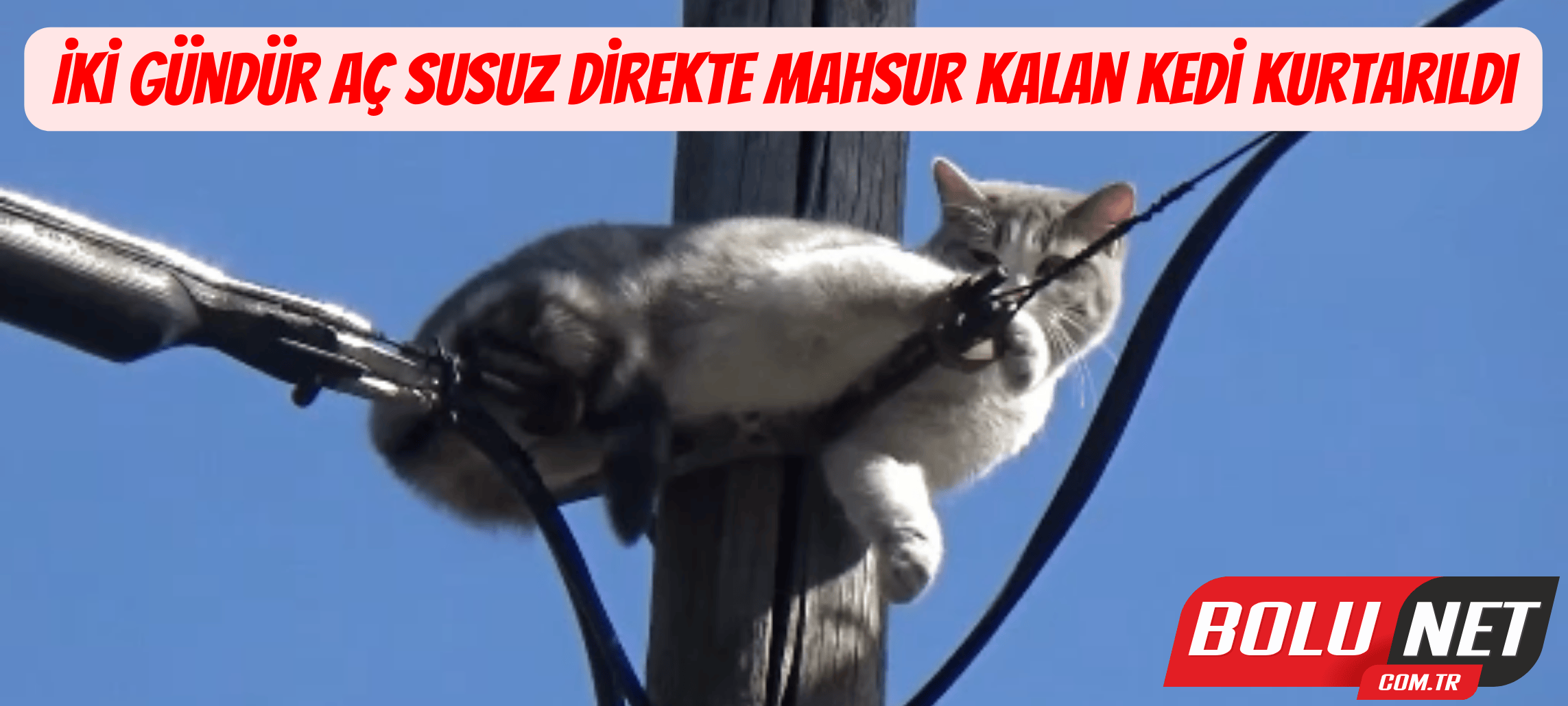 İki gündür aç susuz direkte mahsur kalan kedi kurtarıldı ...BoluNet