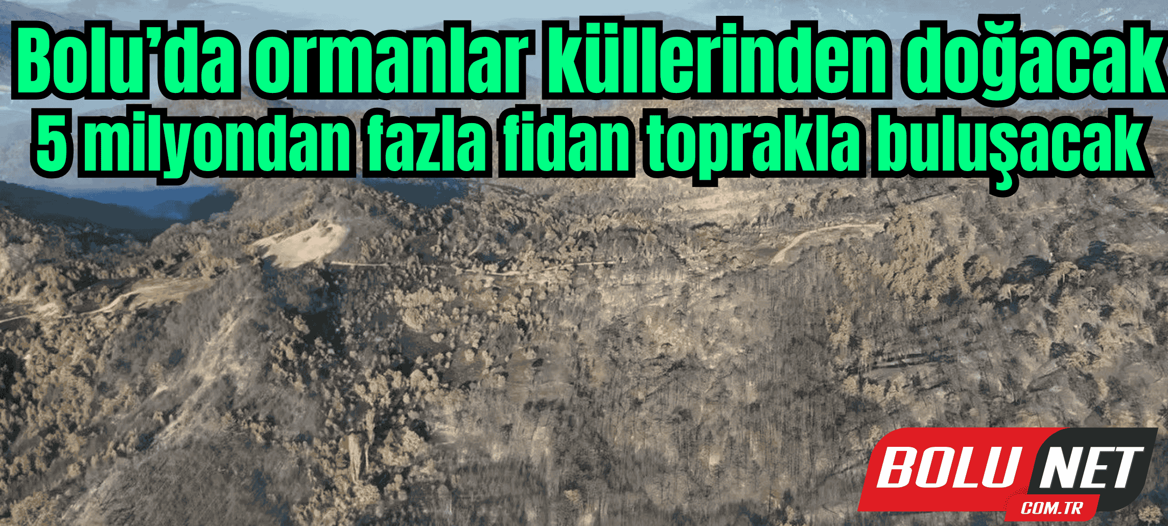 Bolu’da ormanlar küllerinden doğacak: 5 milyondan fazla fidan toprakla buluşacak...BoluNet