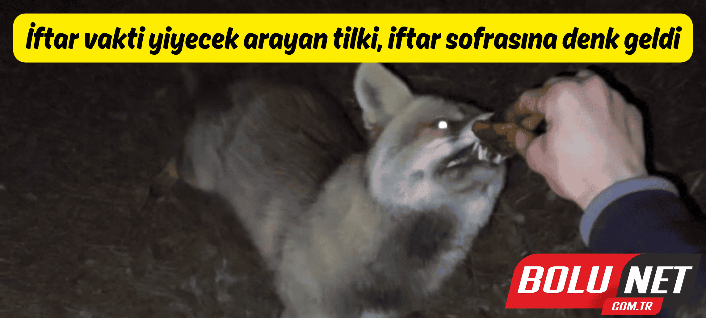 İftar vakti yiyecek arayan tilki, iftar sofrasına denk geldi ...BoluNet
