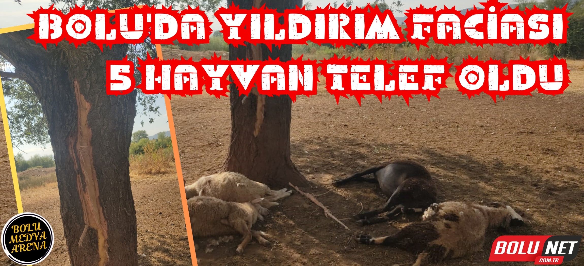 Yıldırım düşmesi sonucu 5 hayvan telef oldu ...BoluNet