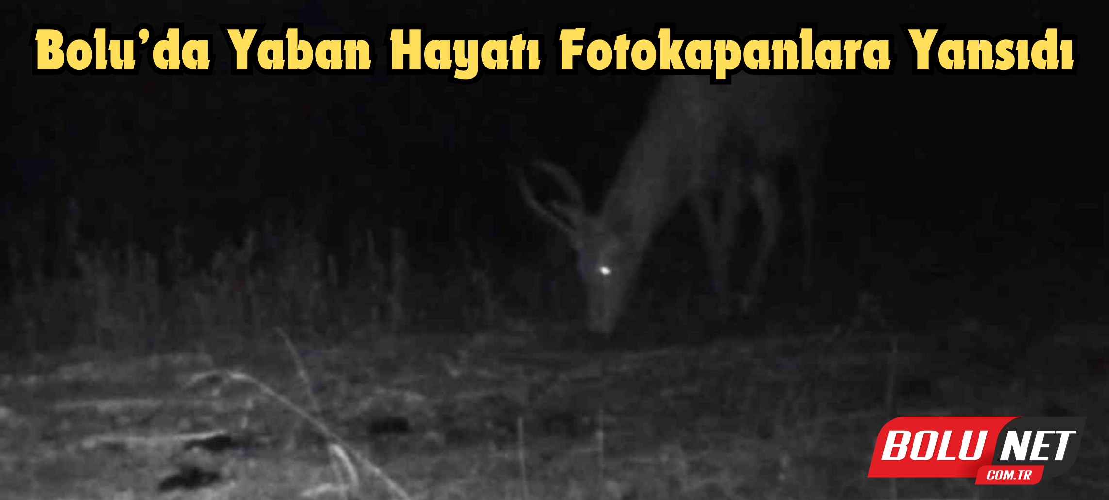 Bolu’da yaban hayatı fotokapanlara yansıdı ...BoluNet