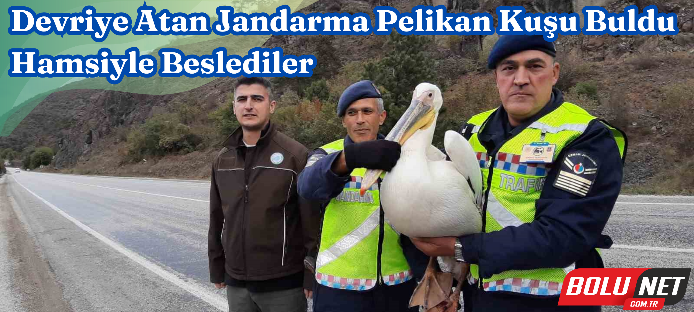 Devriye atan jandarma pelikan kuşu buldu: Hamsiyle beslediler ...BoluNet