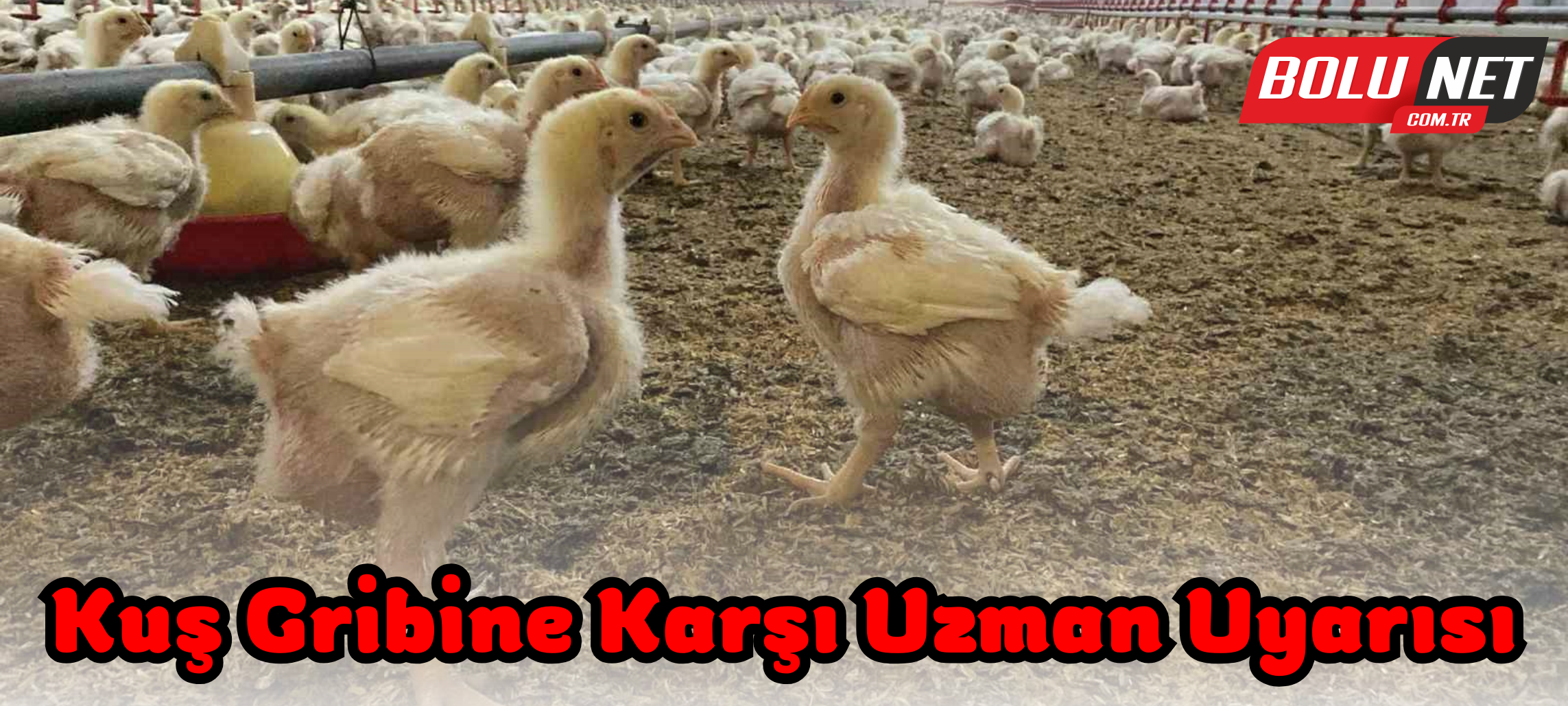 Kuş gribine karşı uzman uyarısı ...BoluNet