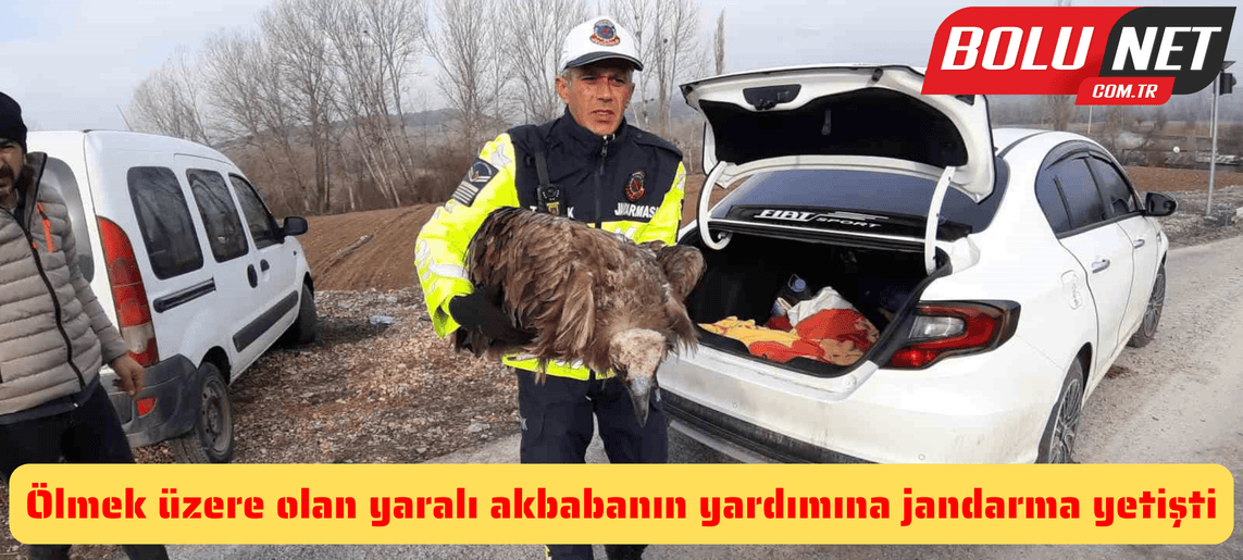 Ölmek üzere olan yaralı akbabanın yardımına jandarma yetişti ...BoluNet