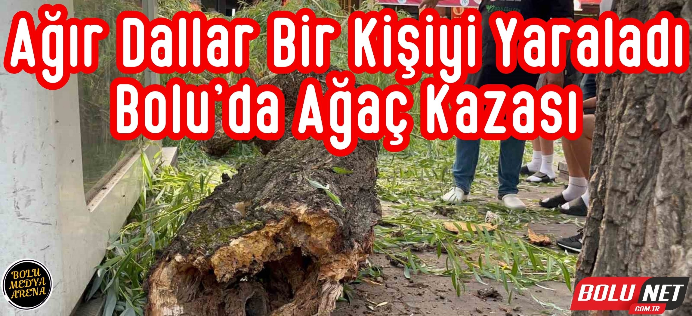 Bolu’da yaya yoluna ağaç düştü: 1 yaralı...BoluNet