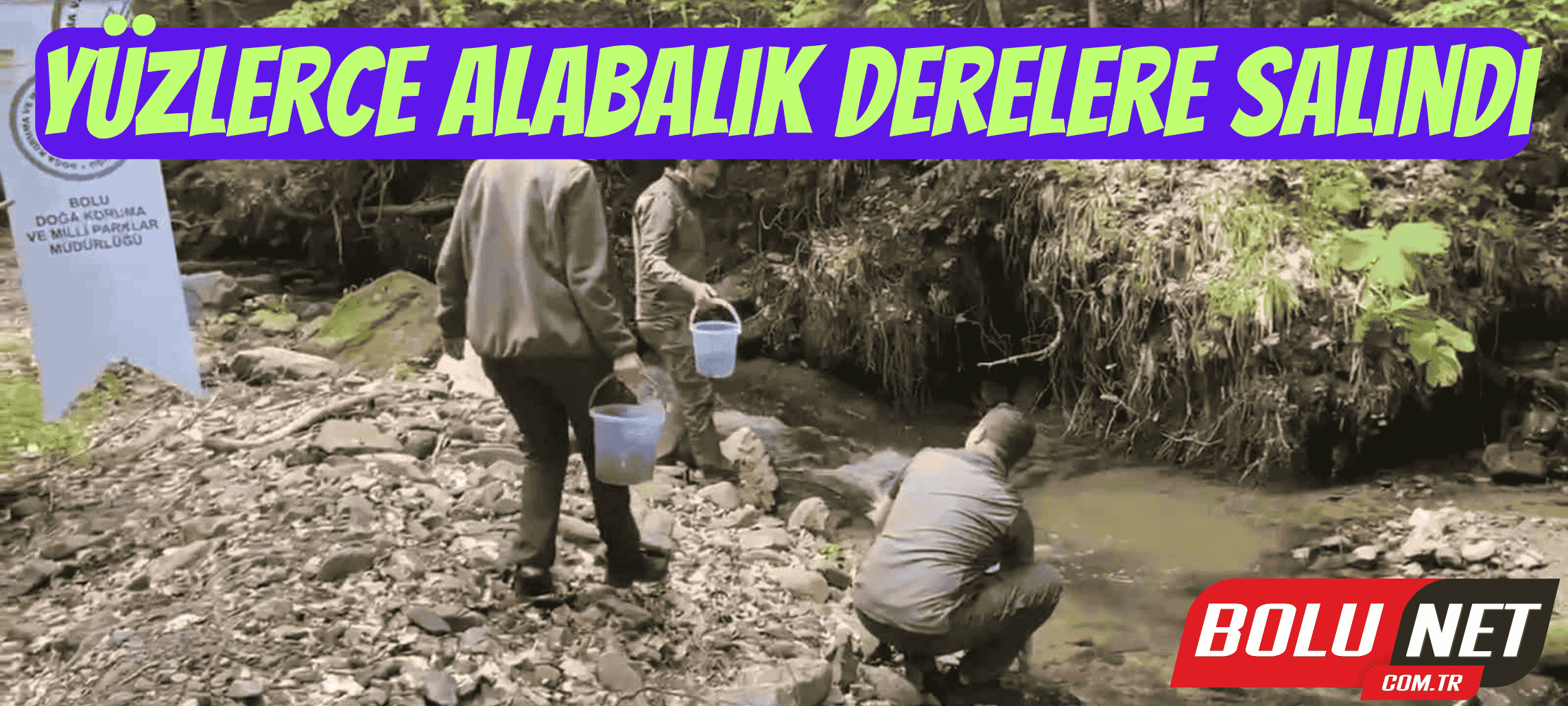 Yüzlerce alabalık derelere salındı ...BoluNet
