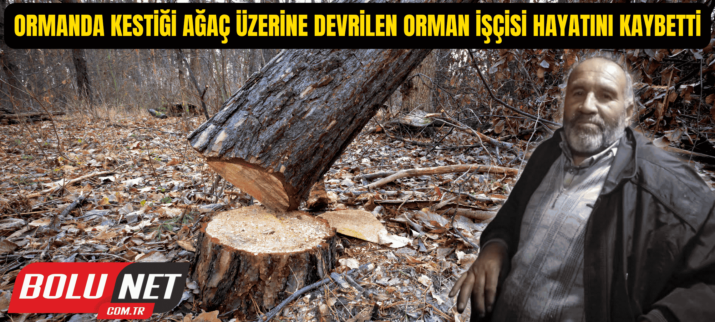 Ormanda kestiği ağaç üzerine devrilen orman işçisi hayatını kaybetti ...BoluNet