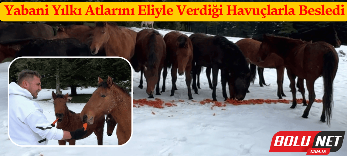 Yabani yılkı atlarını eliyle verdiği havuçlarla besledi ...BoluNet