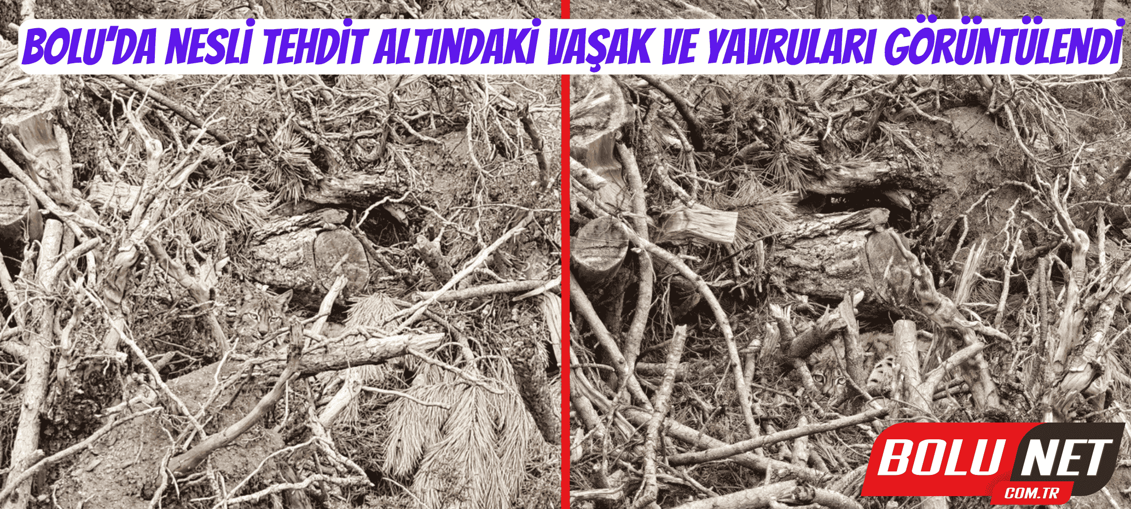 Bolu’da nesli tehdit altındaki vaşak ve yavruları görüntülendi ...BoluNet