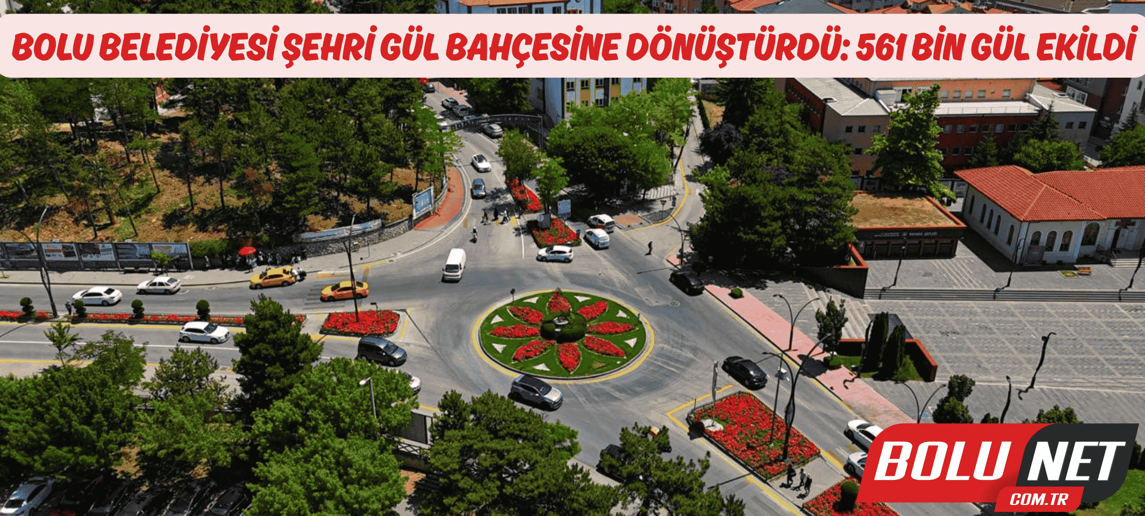 Bolu Belediyesi şehri gül bahçesine dönüştürdü: 561 bin gül ekildi ...BoluNet