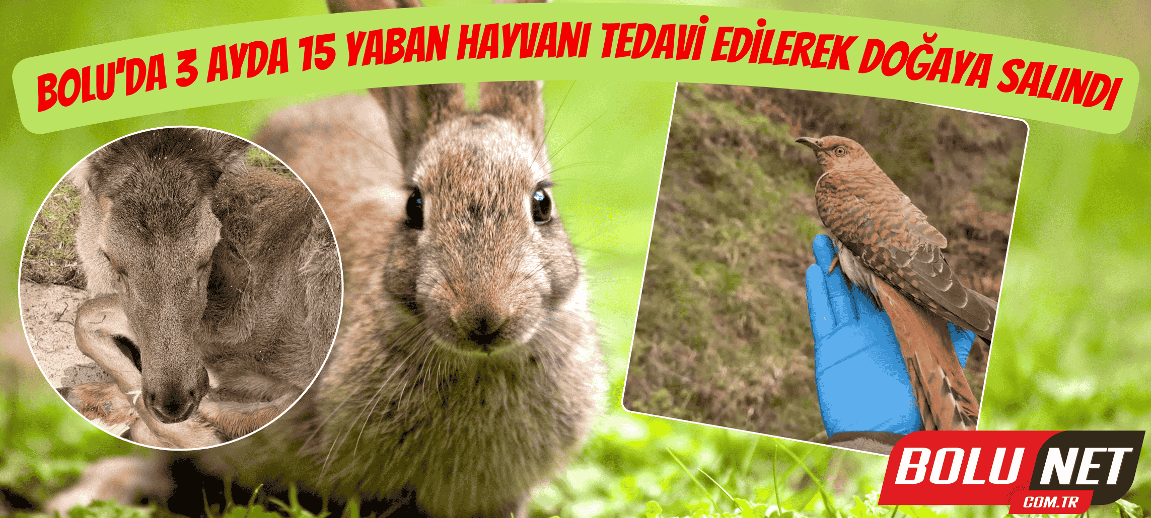 Bolu’da 3 ayda 15 yaban hayvanı tedavi edilerek doğaya salındı ...BoluNet
