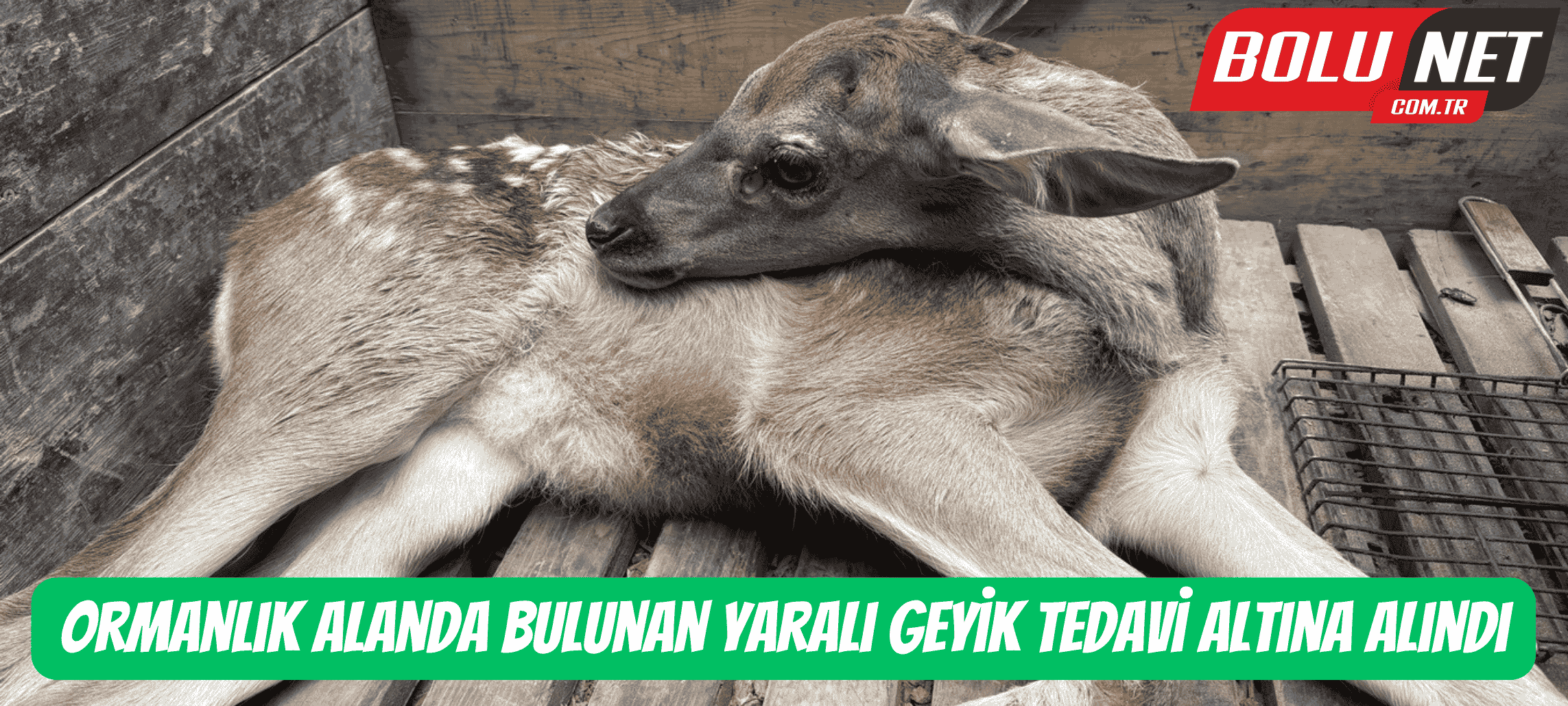 Ormanlık alanda bulunan yaralı geyik tedavi altına alındı ...BoluNet