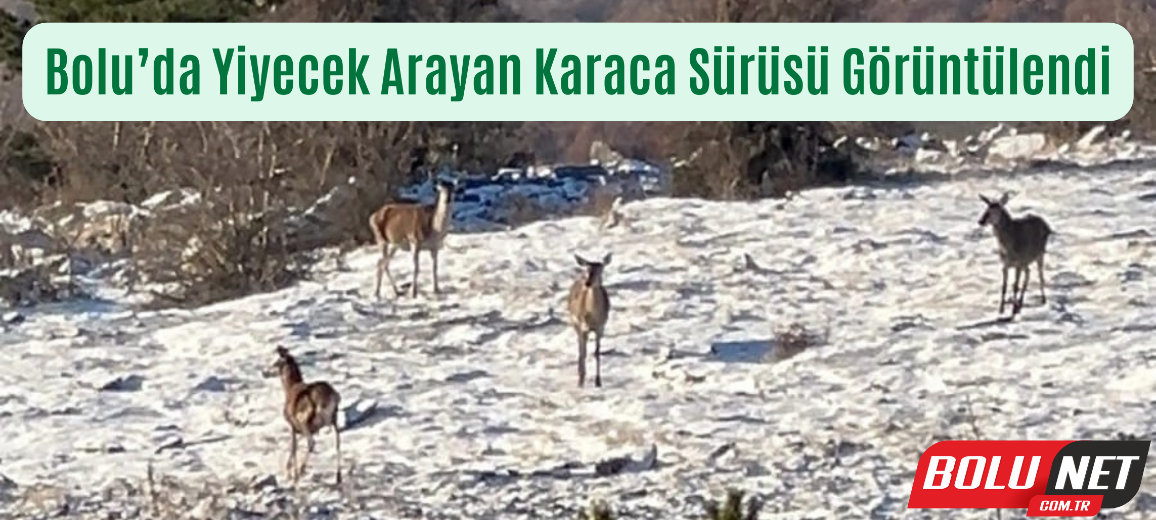 Bolu’da yiyecek arayan karaca sürüsü görüntülendi ...BoluNet