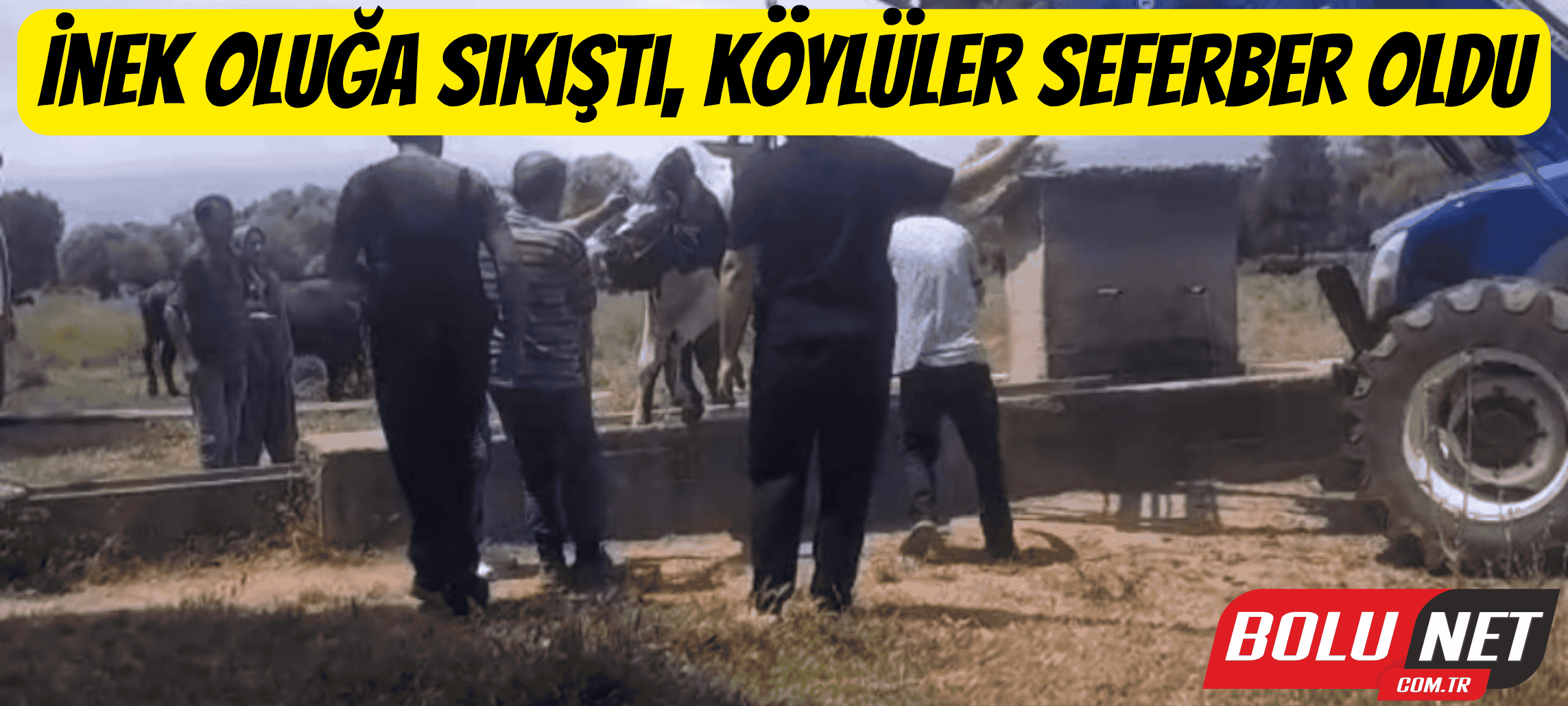 İnek oluğa sıkıştı, köylüler seferber oldu ...BoluNet