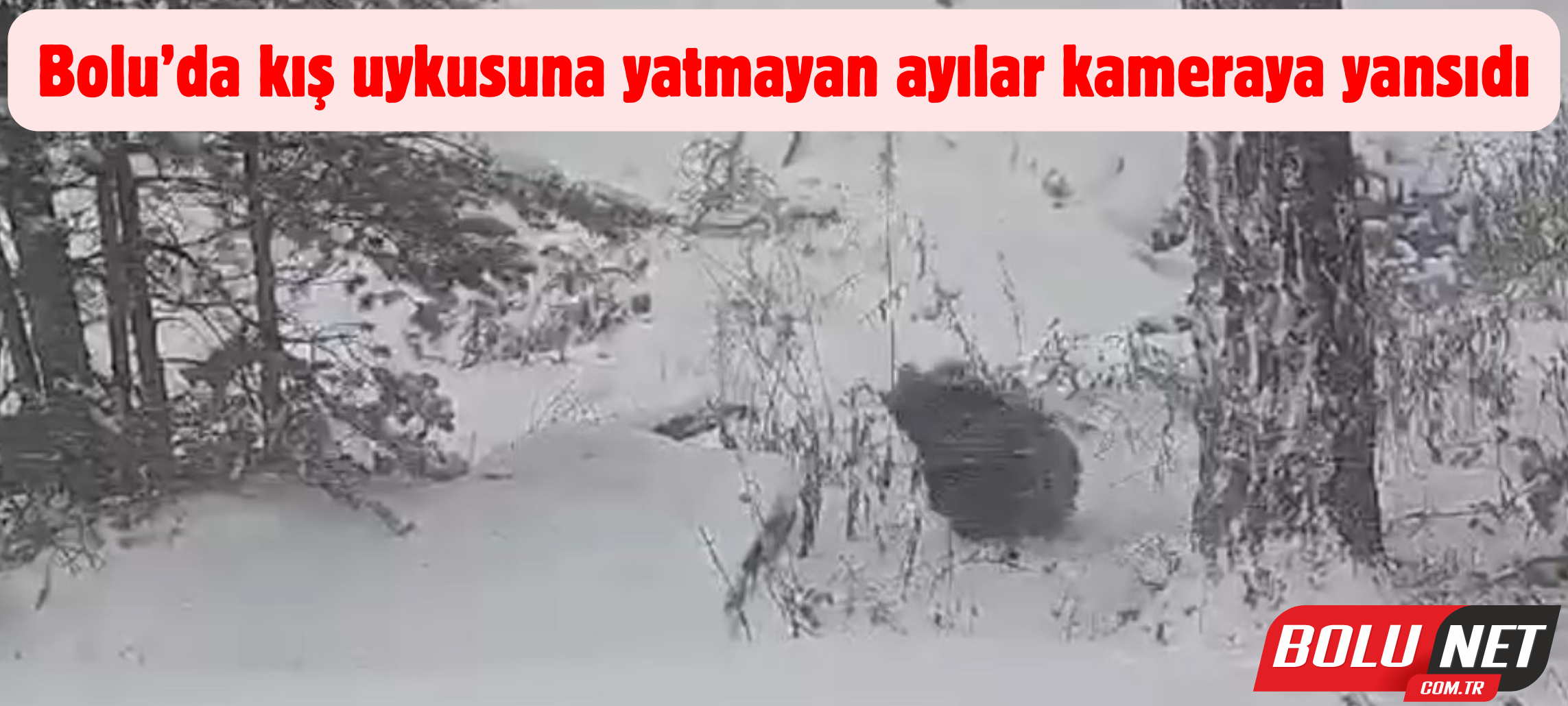 Bolu’da kış uykusuna yatmayan ayılar kameraya yansıdı ...BoluNet