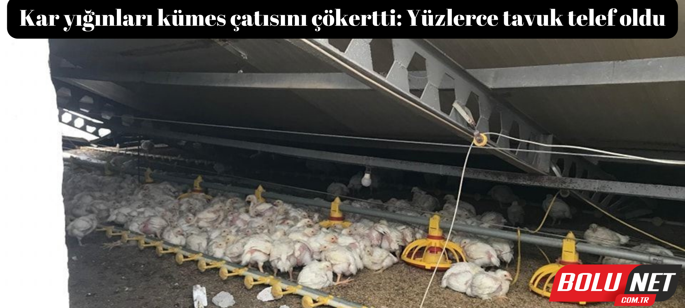 Kar yığınları kümes çatısını çökertti: Yüzlerce tavuk telef oldu ...BoluNet