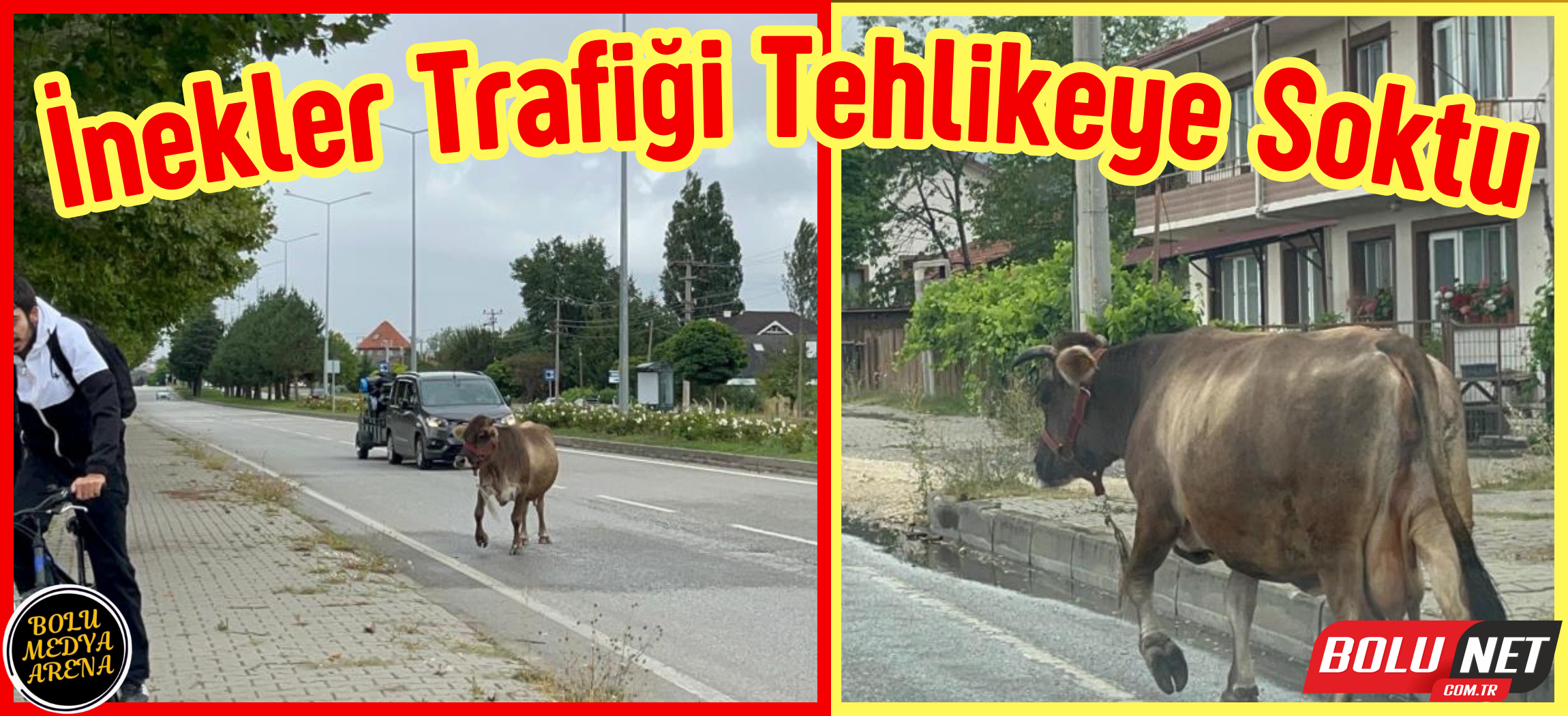 İnek araçlara aldırış etmeden trafiği tehlikeye soktu...BoluNet