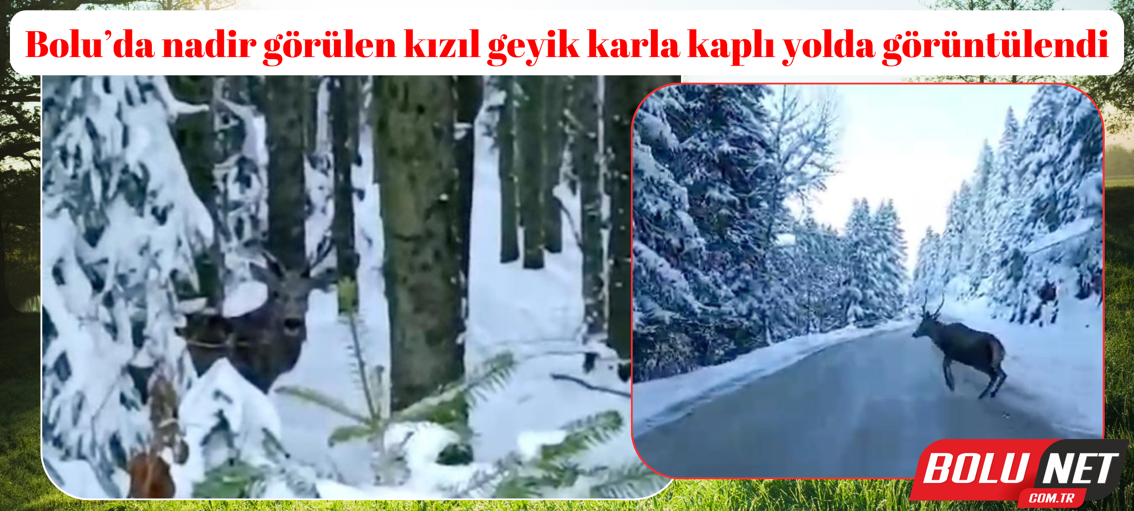 Bolu’da nadir görülen kızıl geyik karla kaplı yolda görüntülendi...BoluNet