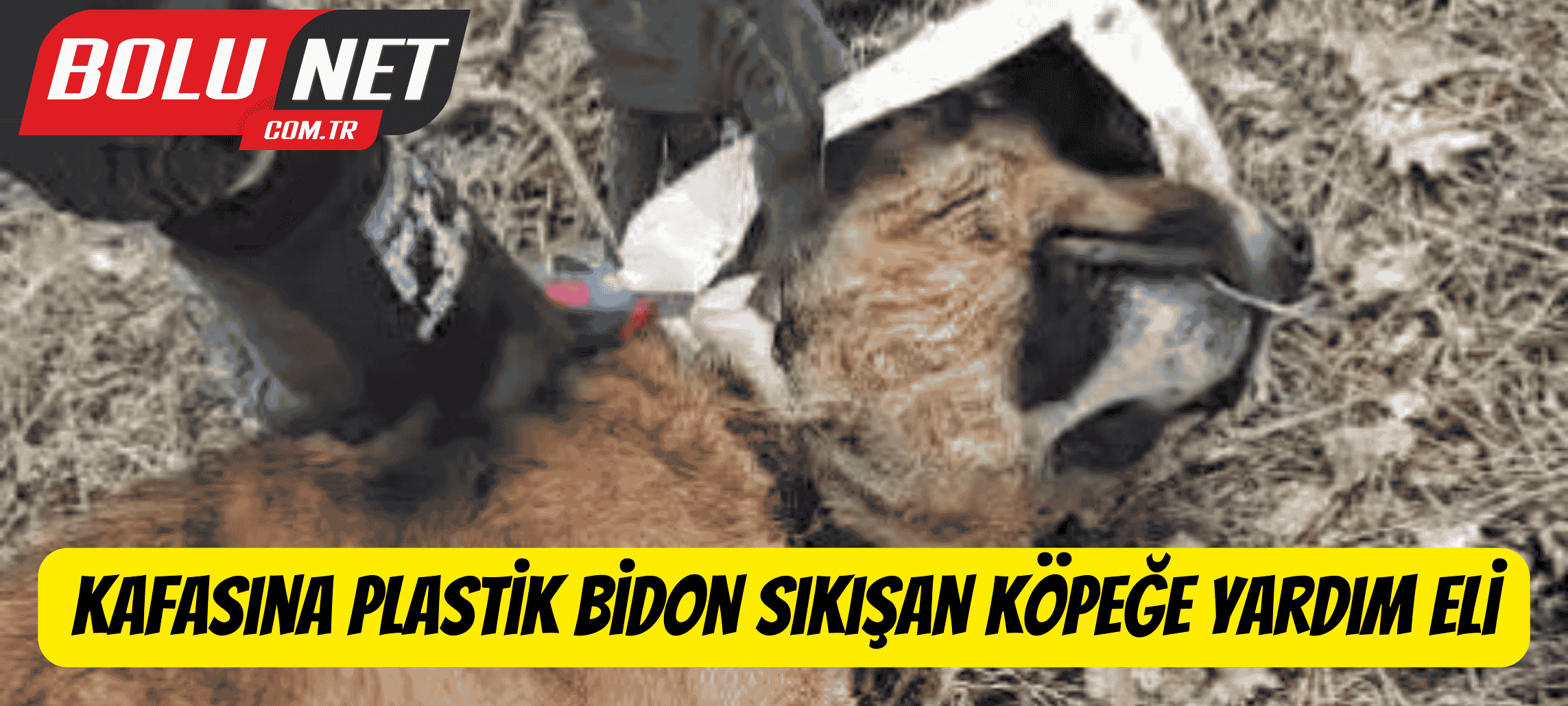 Kafasına plastik bidon sıkışan köpeğe yardım eli ...BoluNet