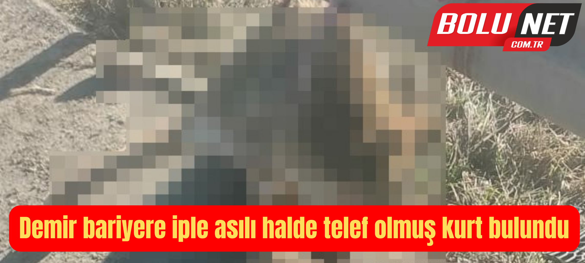 Demir bariyere iple asılı halde telef olmuş kurt bulundu ...BoluNet