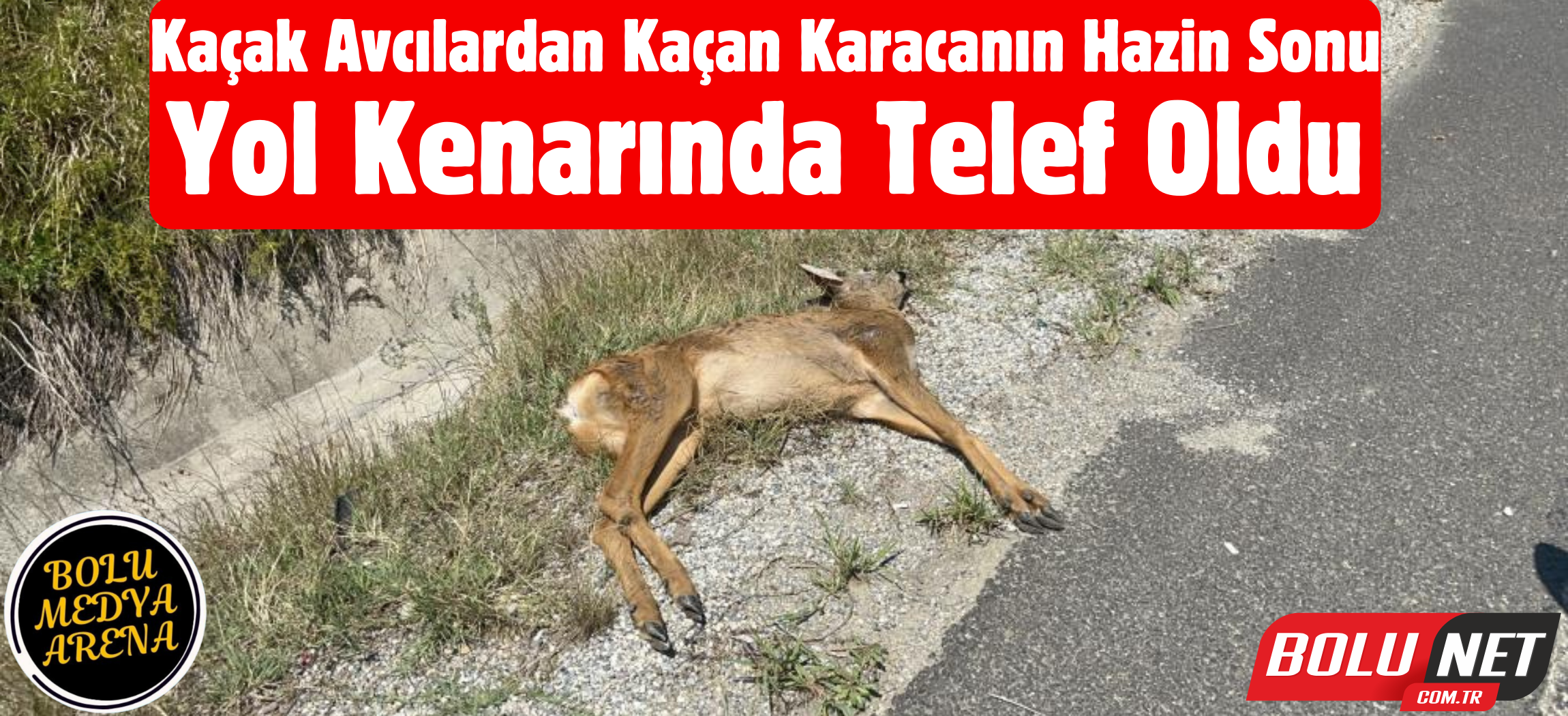 Bolu Dağı’nda avcılardan kaçtığı iddia edilen karacaya araç çarptı ...BoluNet