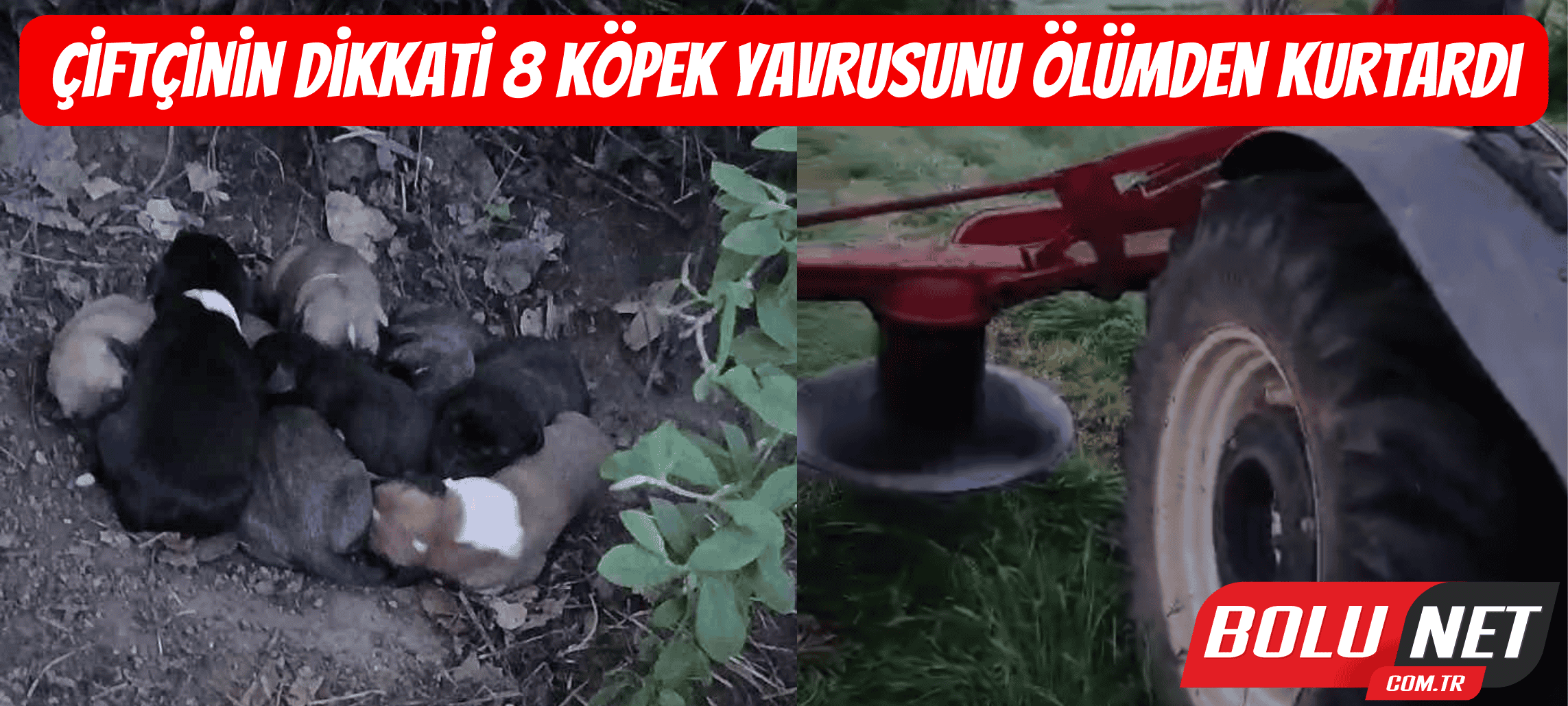 Çiftçinin dikkati 8 köpek yavrusunu ölümden kurtardı ...BoluNet