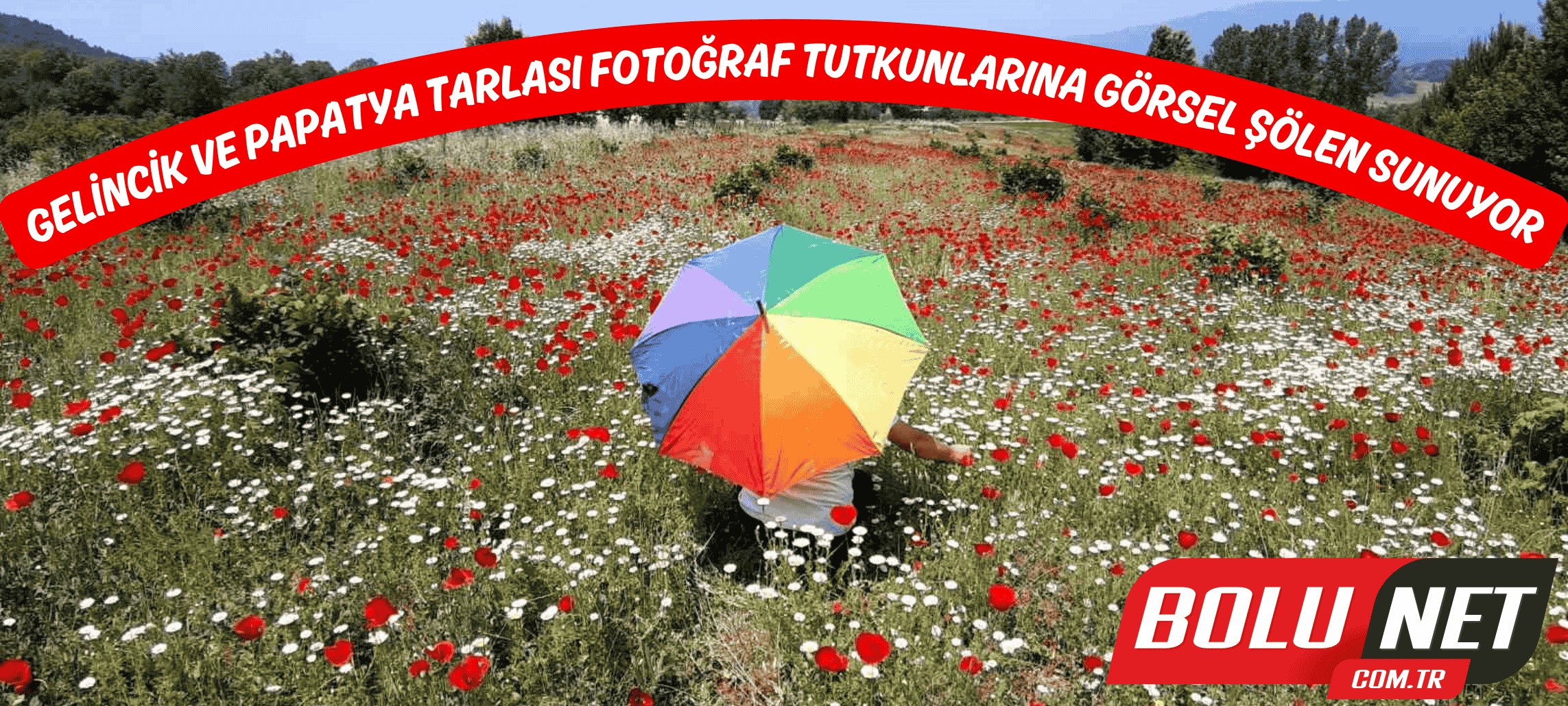 Gelincik ve papatya tarlası fotoğraf tutkunlarına görsel şölen sunuyor ...BoluNet