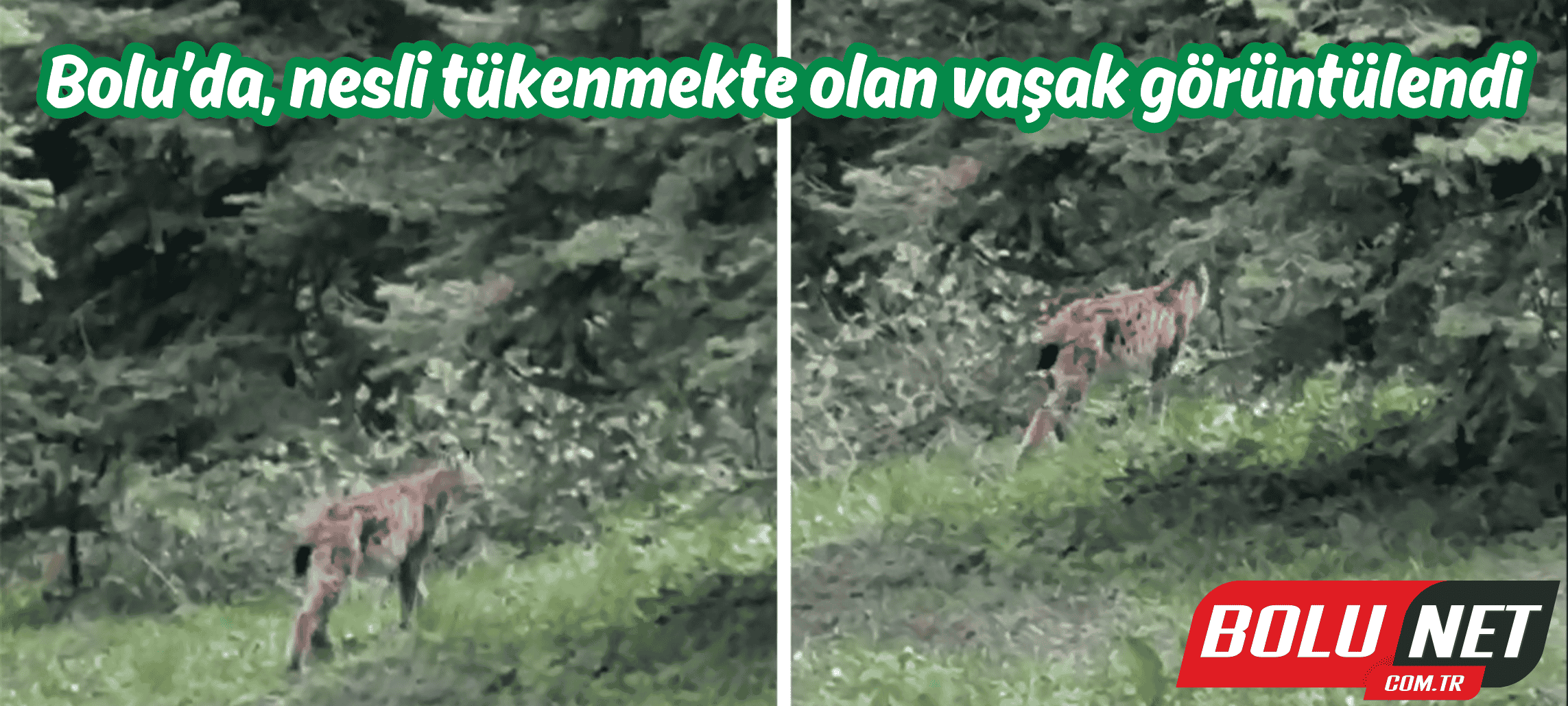 Bolu’da, nesli tükenmekte olan vaşak görüntülendi ...BoluNet