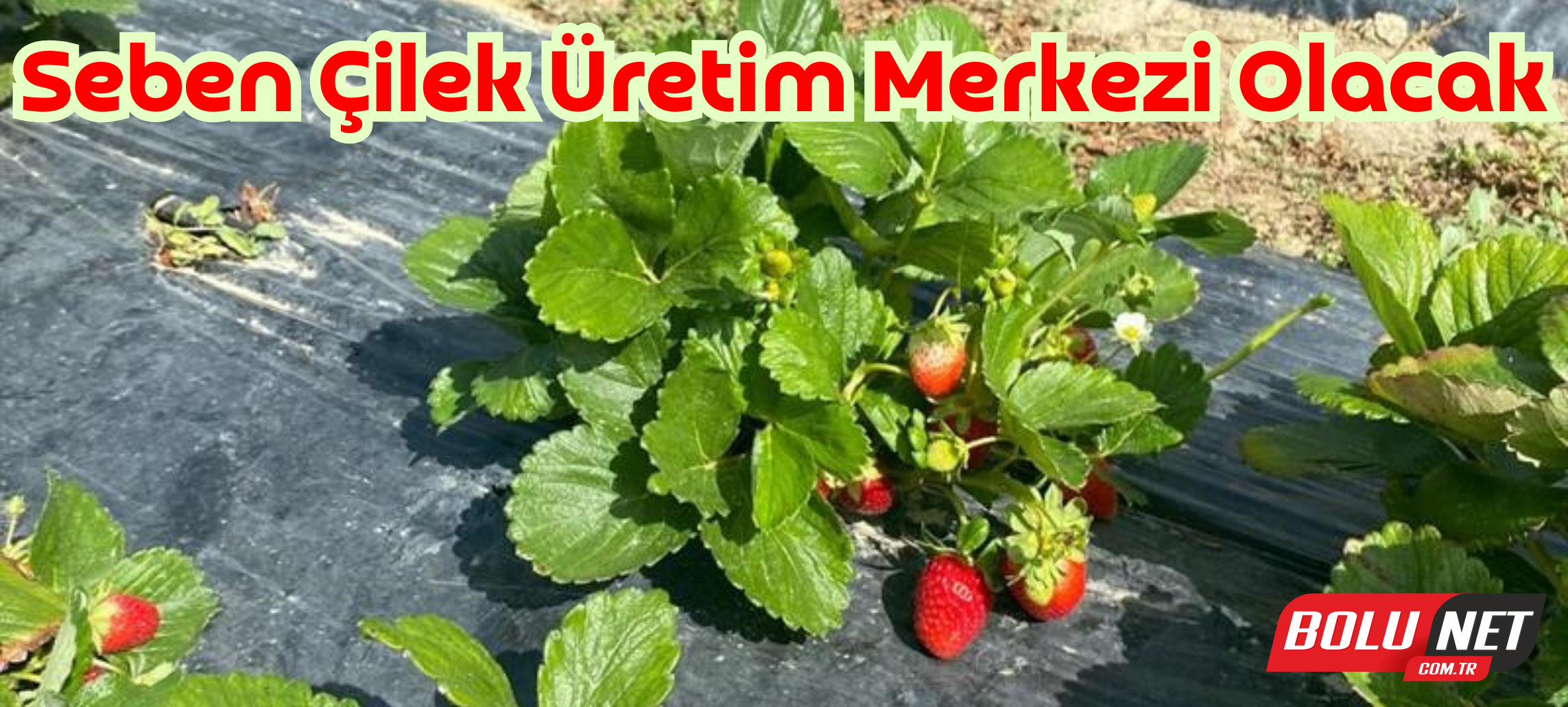 Seben çilek üretim merkezi olacak ...BoluNet