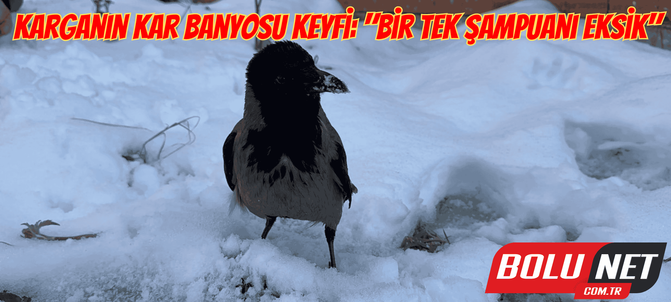 Karganın kar banyosu keyfi: 