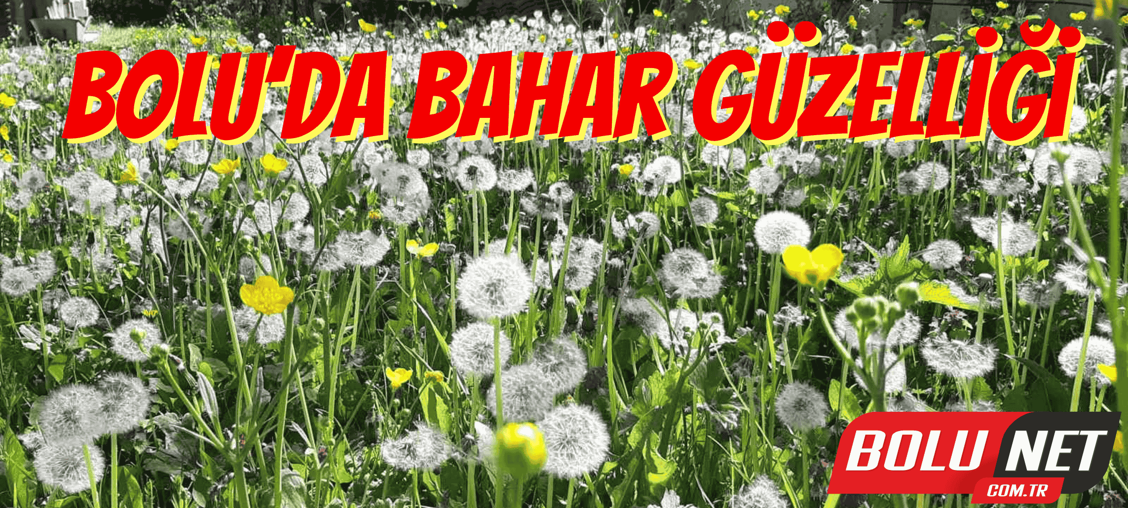 Bolu’da bahar güzelliği ...BoluNet