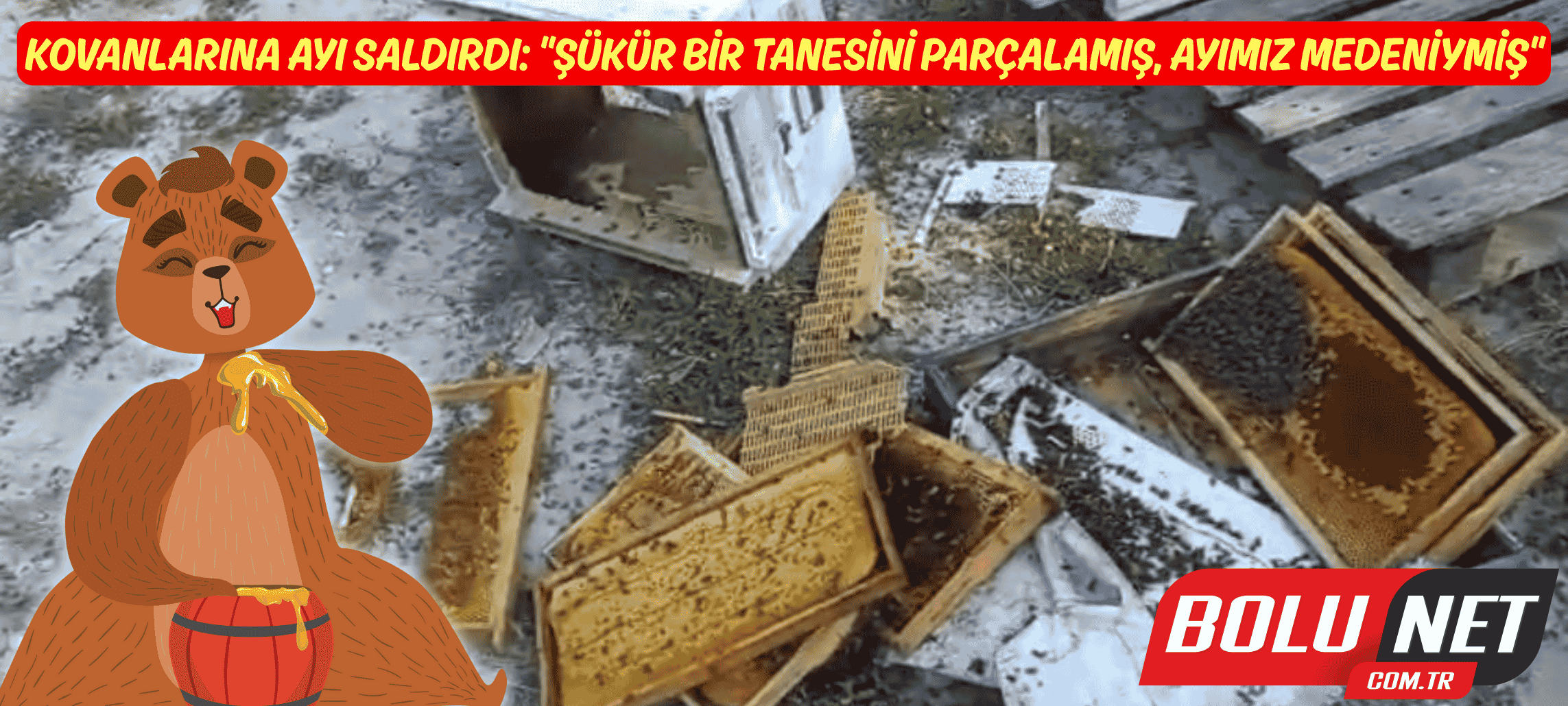 Kovanlarına ayı saldırdı: 