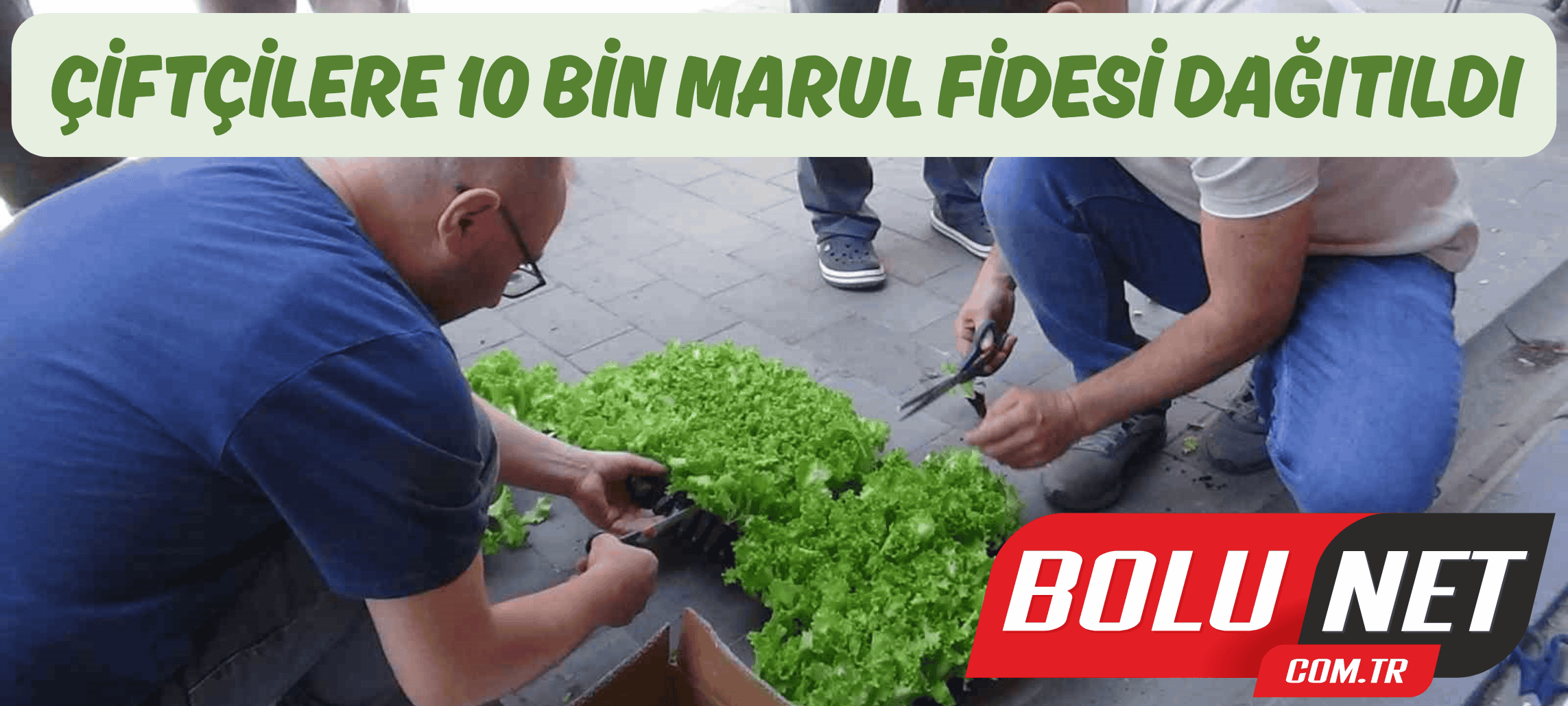 Çiftçilere 10 bin marul fidesi dağıtıldı ...BoluNet