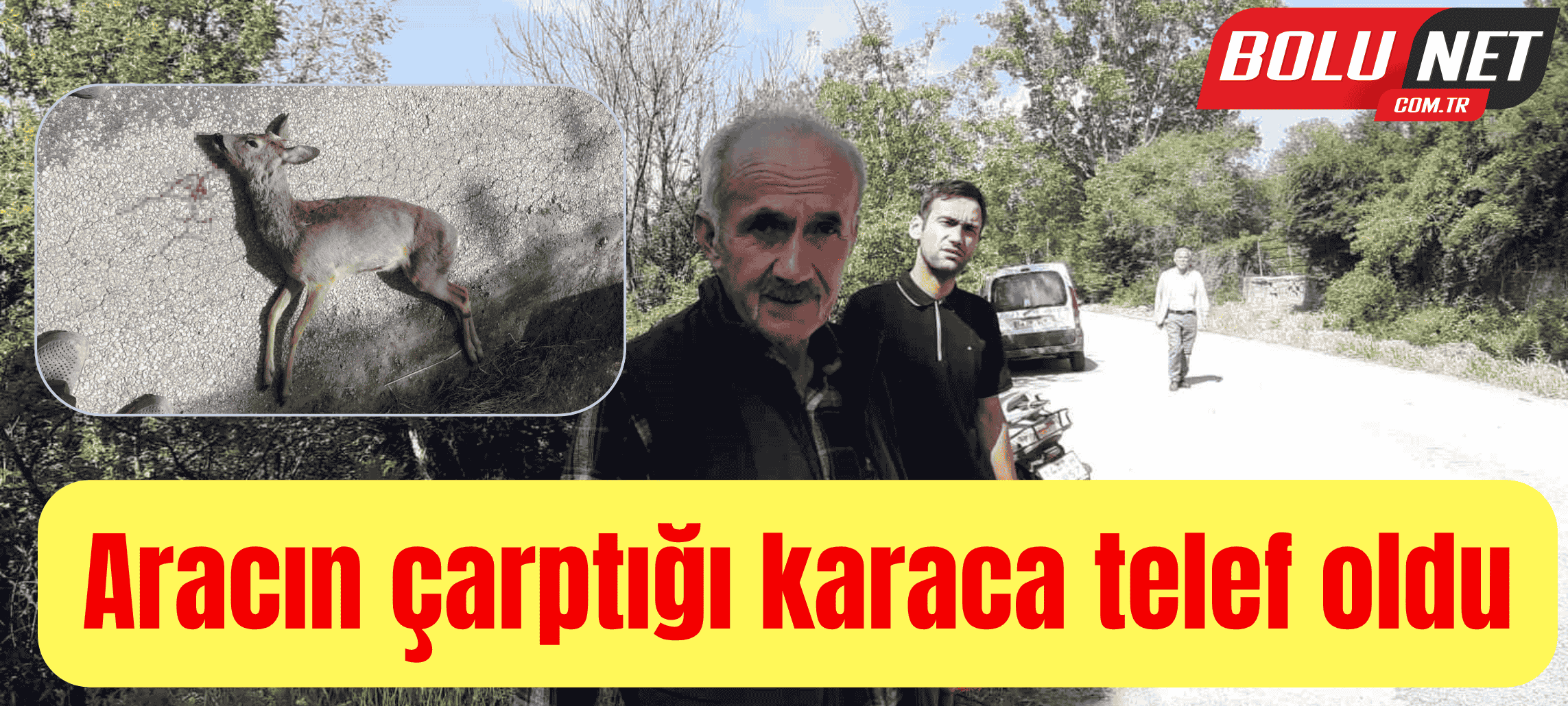 Aracın çarptığı karaca telef oldu ...BoluNet