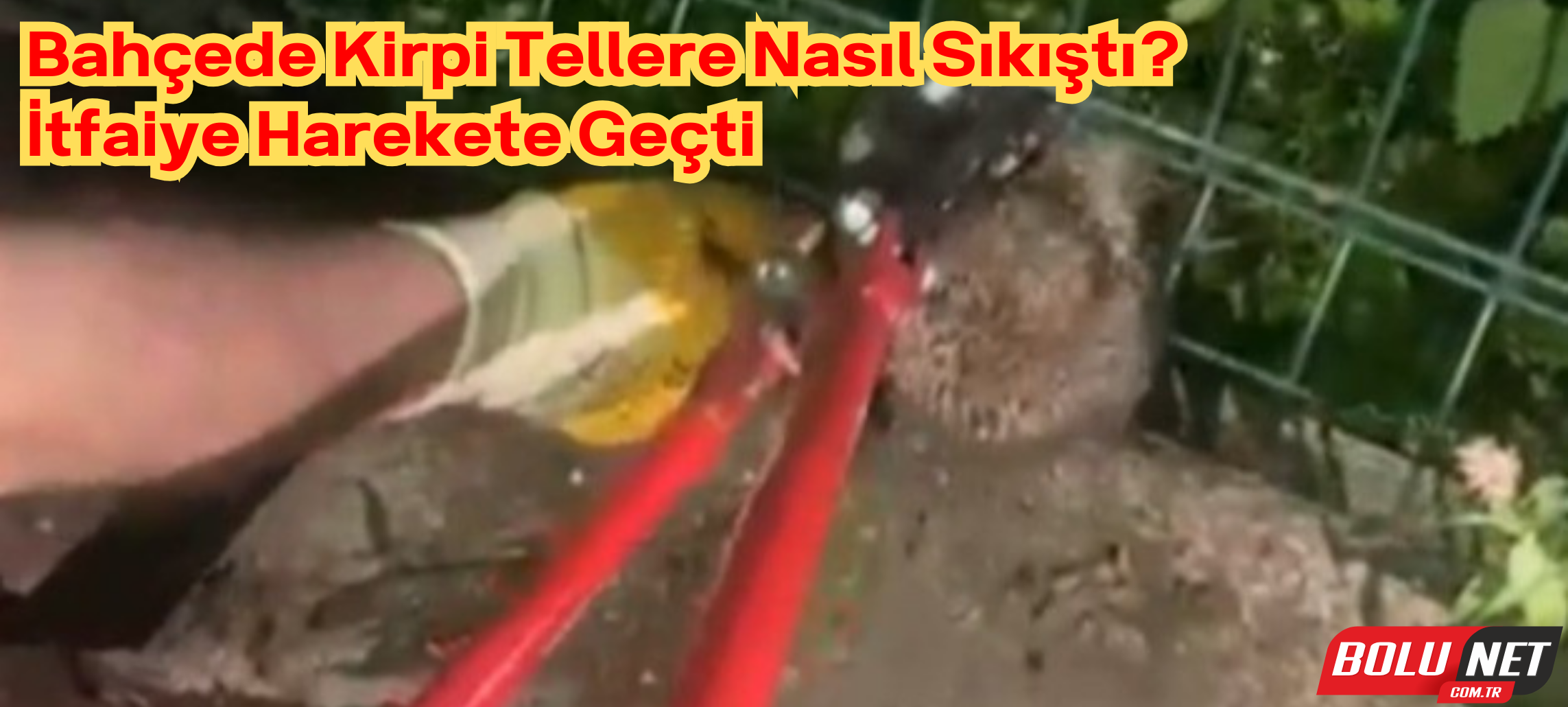 Kirpi tellere sıkıştı, itfaiye devreye girdi ...BoluNet