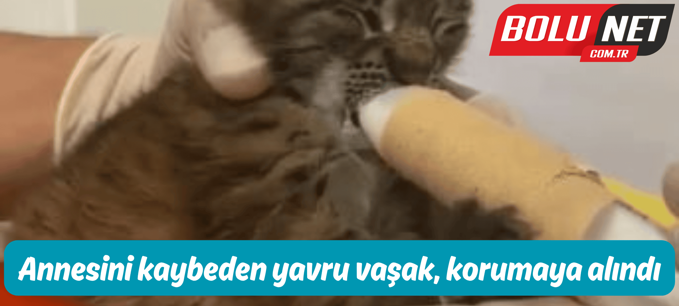 Annesini kaybeden yavru vaşak, korumaya alındı ...BoluNet