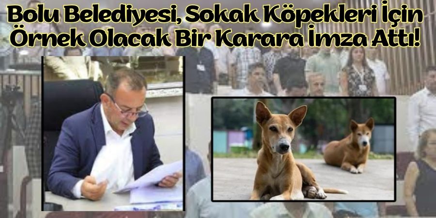 Türkiye'de İlk: Bolu'dan Sokak Köpeği Bırakanlara Ağır Cezalar!...BoluNet