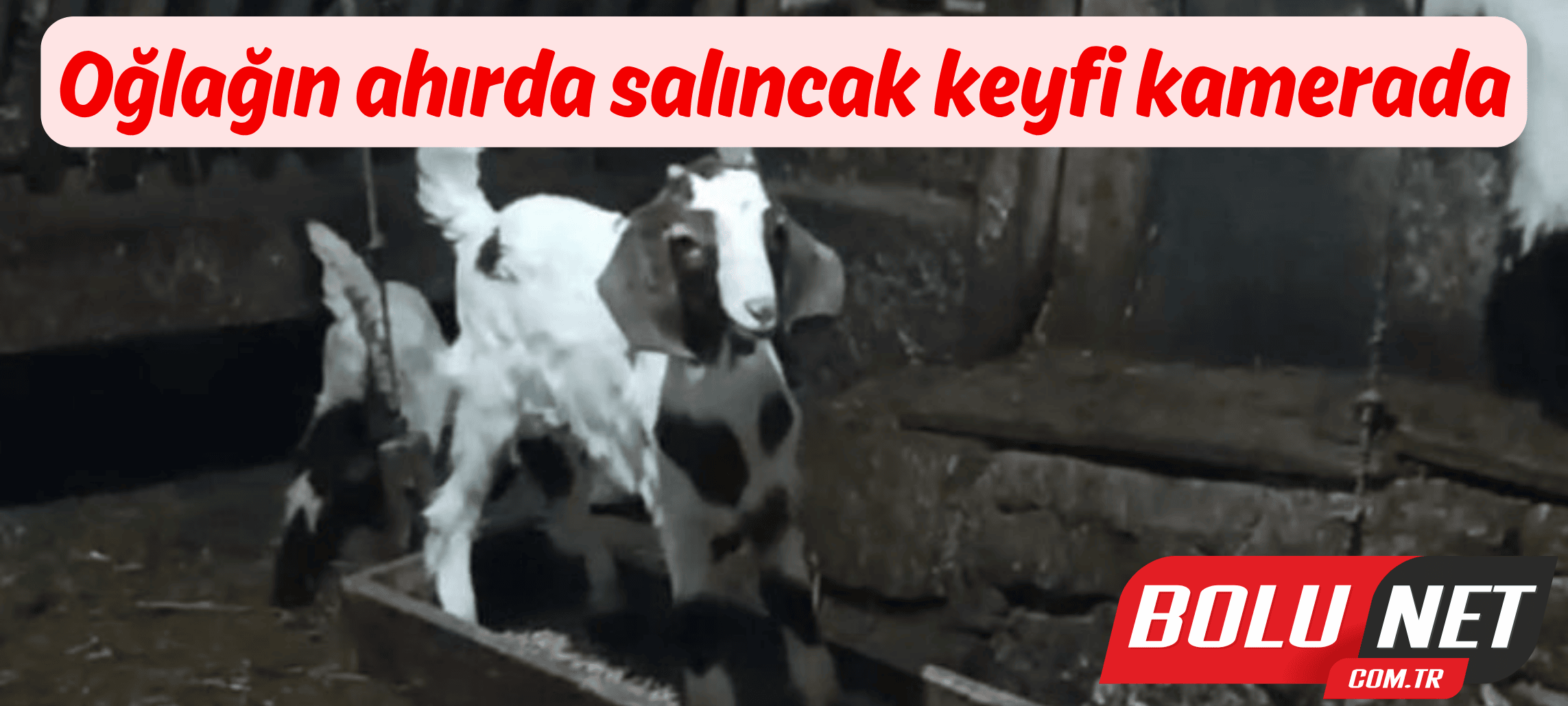 Oğlağın ahırda salıncak keyfi kamerada ...BoluNet