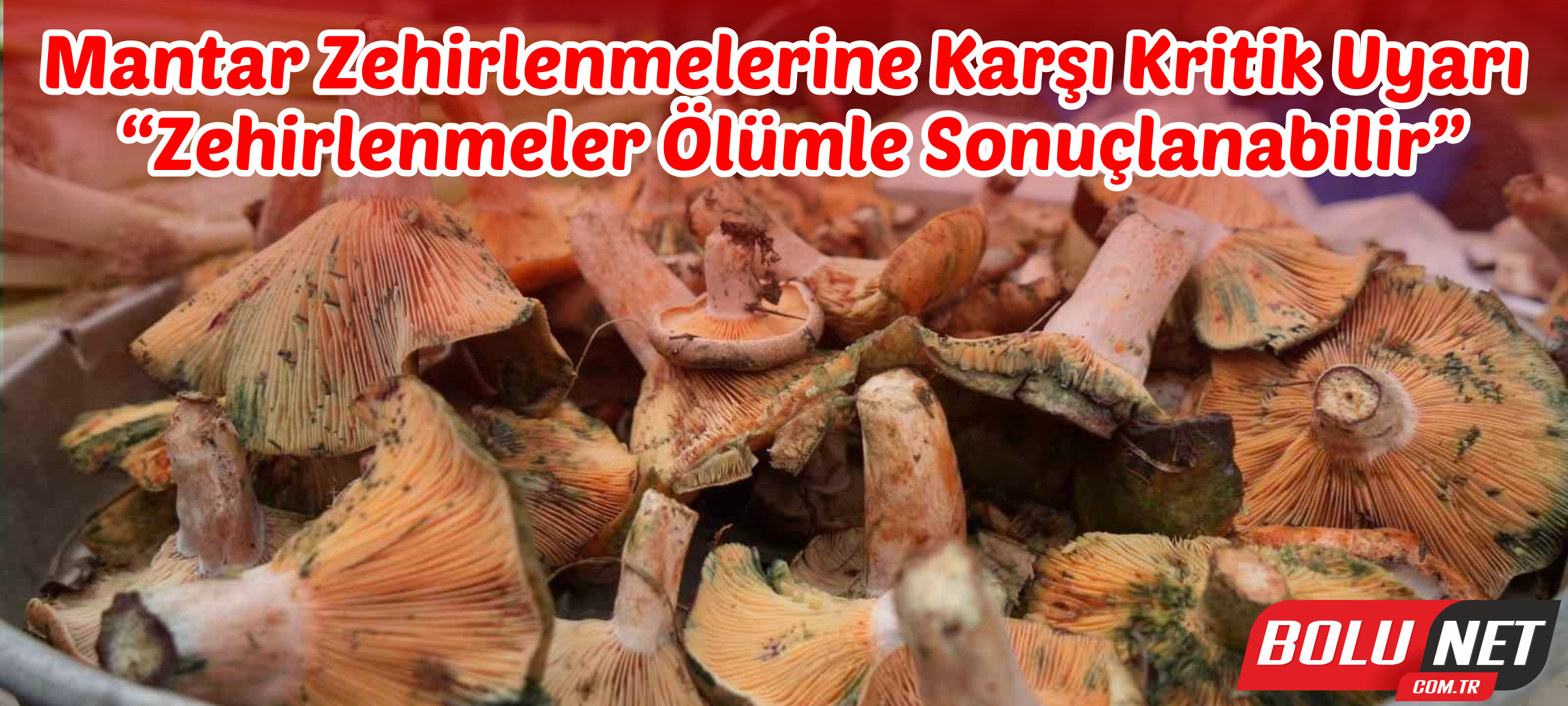 Mantar zehirlenmelerine karşı kritik uyarı:  “Zehirlenmeler ölümle sonuçlanabilir” ...BoluNet