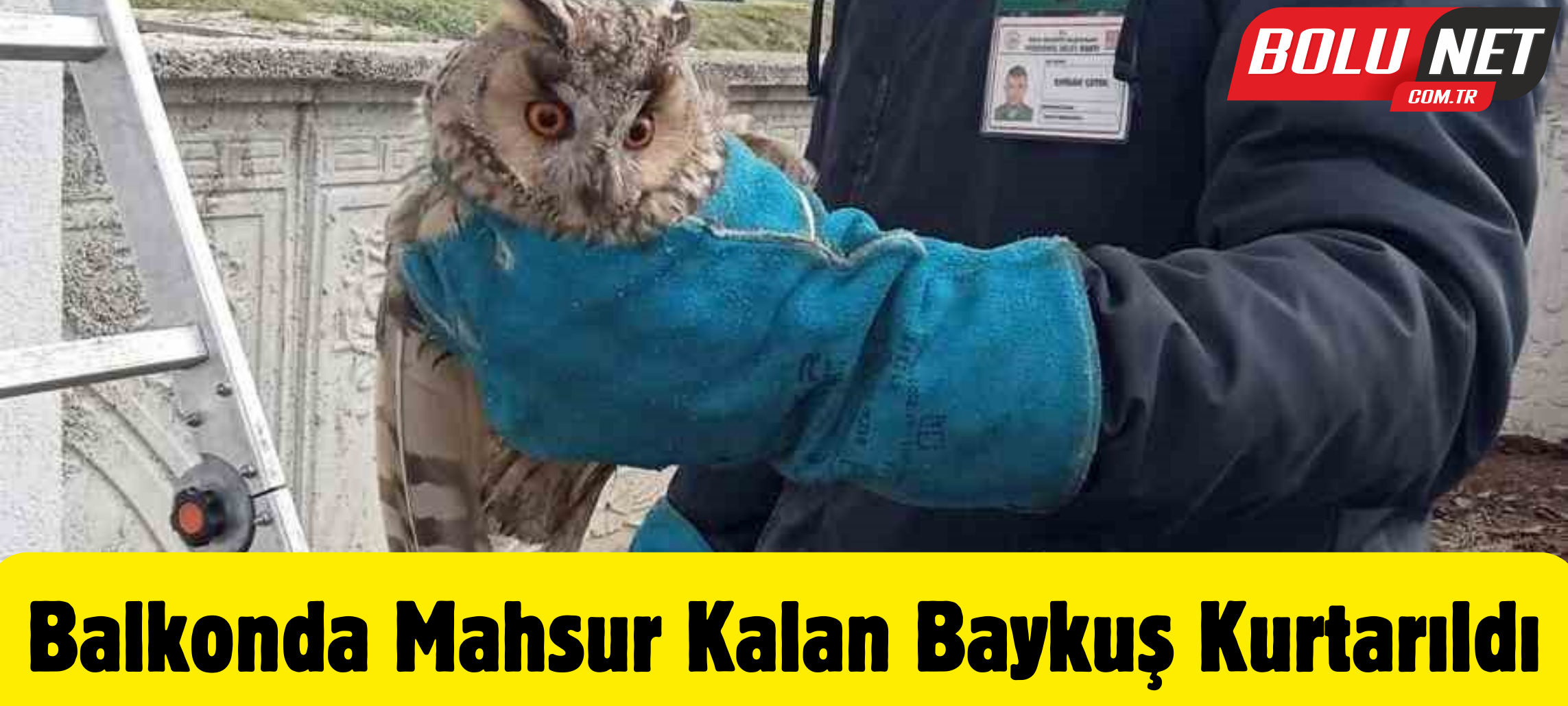 Balkonda mahsur kalan baykuş kurtarıldı ...BoluNet