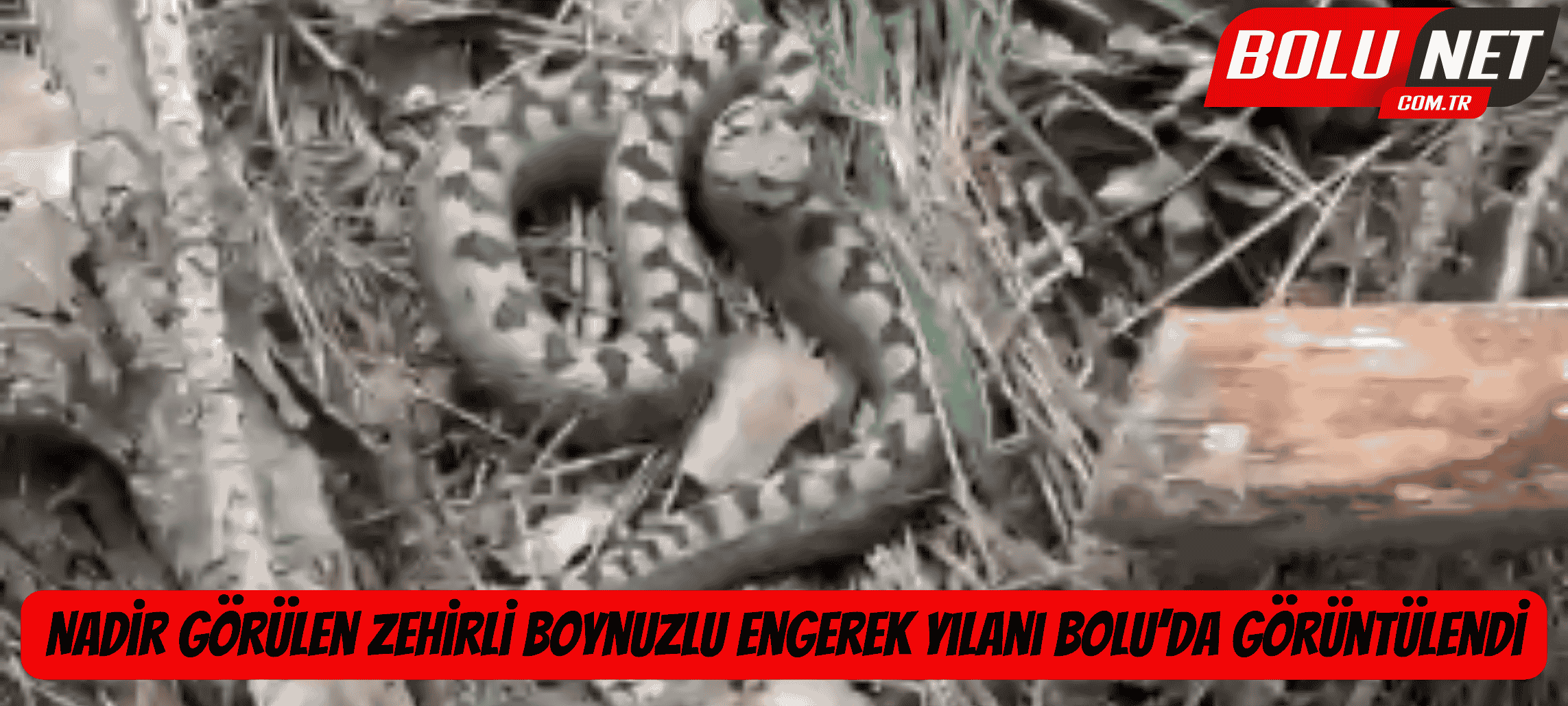 Nadir görülen zehirli boynuzlu engerek yılanı Bolu’da görüntülendi ...BoluNet