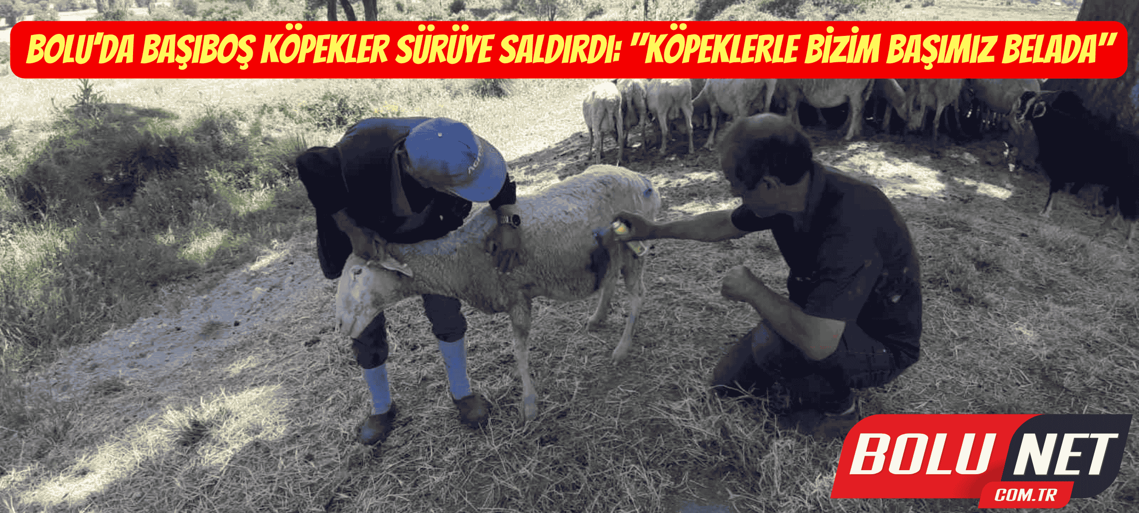 Bolu’da başıboş köpekler sürüye saldırdı: 